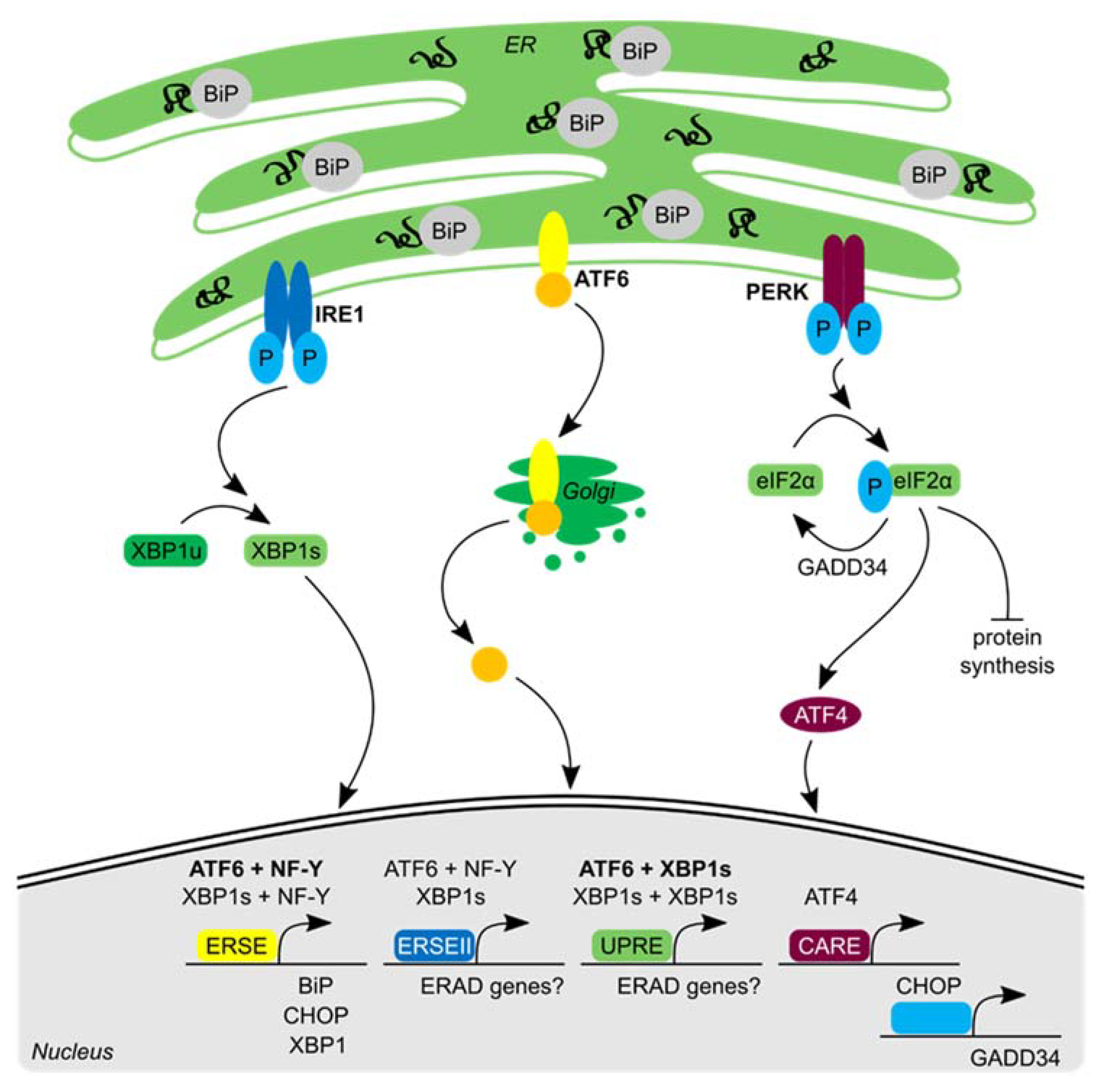 Biomolecules 10 01090 g001 Biomolecules 10 01090 g001