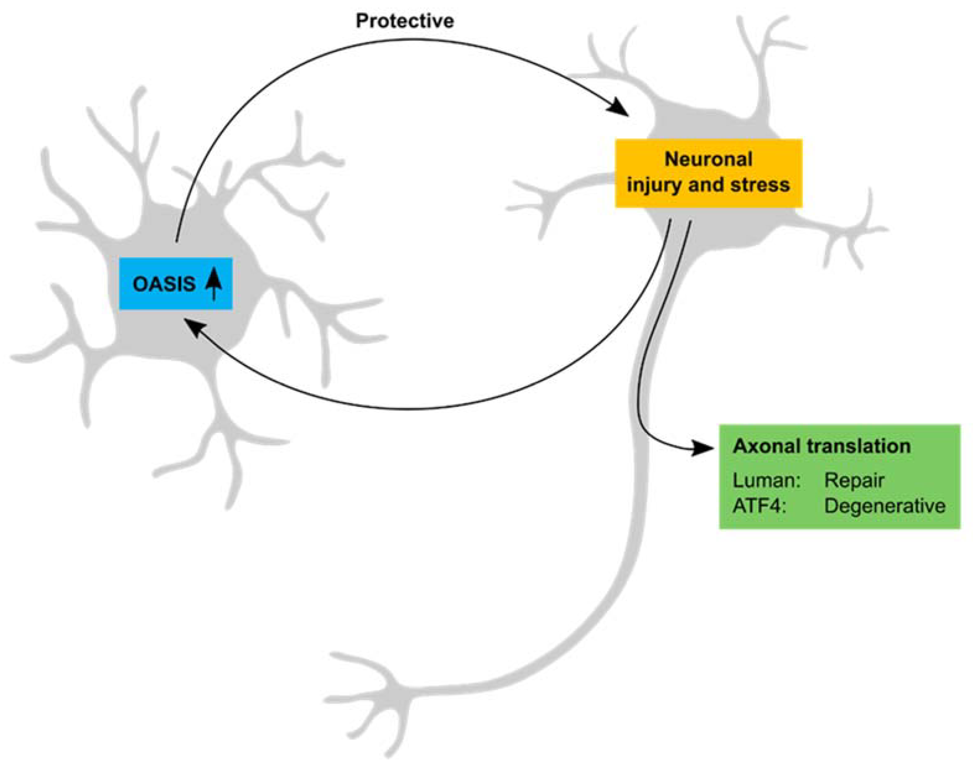 Biomolecules 10 01090 g002 Biomolecules 10 01090 g002