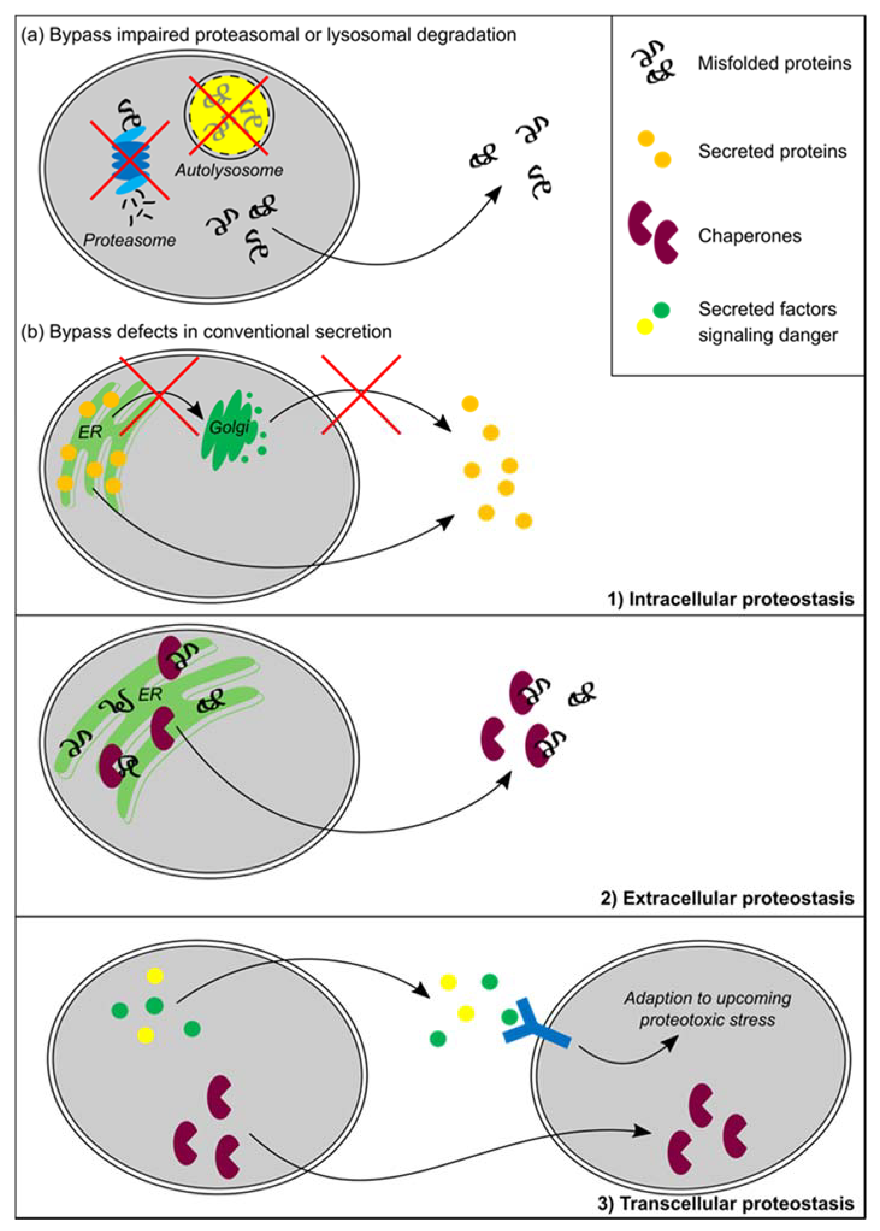 Biomolecules 10 01090 g003 Biomolecules 10 01090 g003