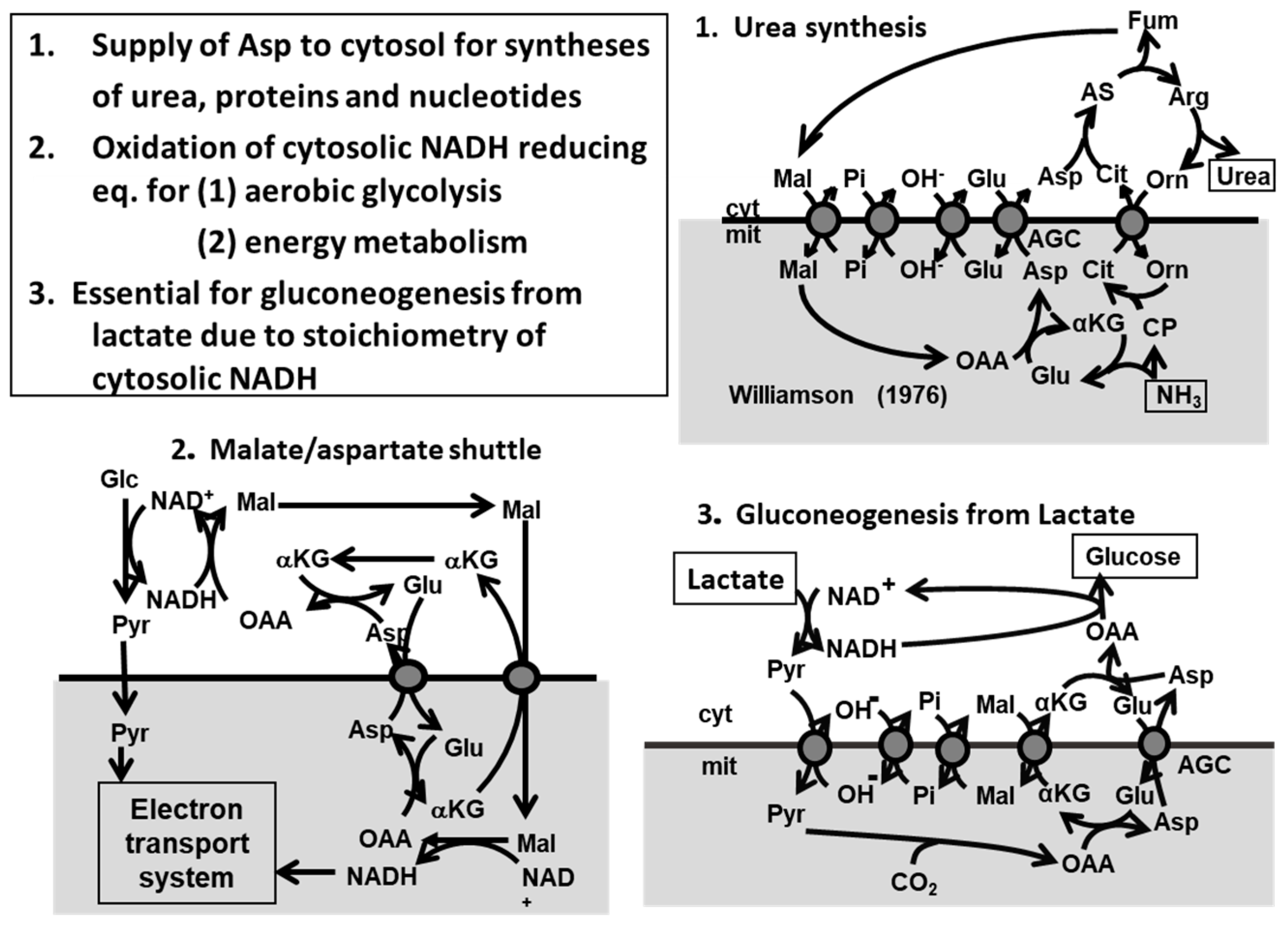 Biomolecules 10 01100 g003 Biomolecules 10 01100 g003