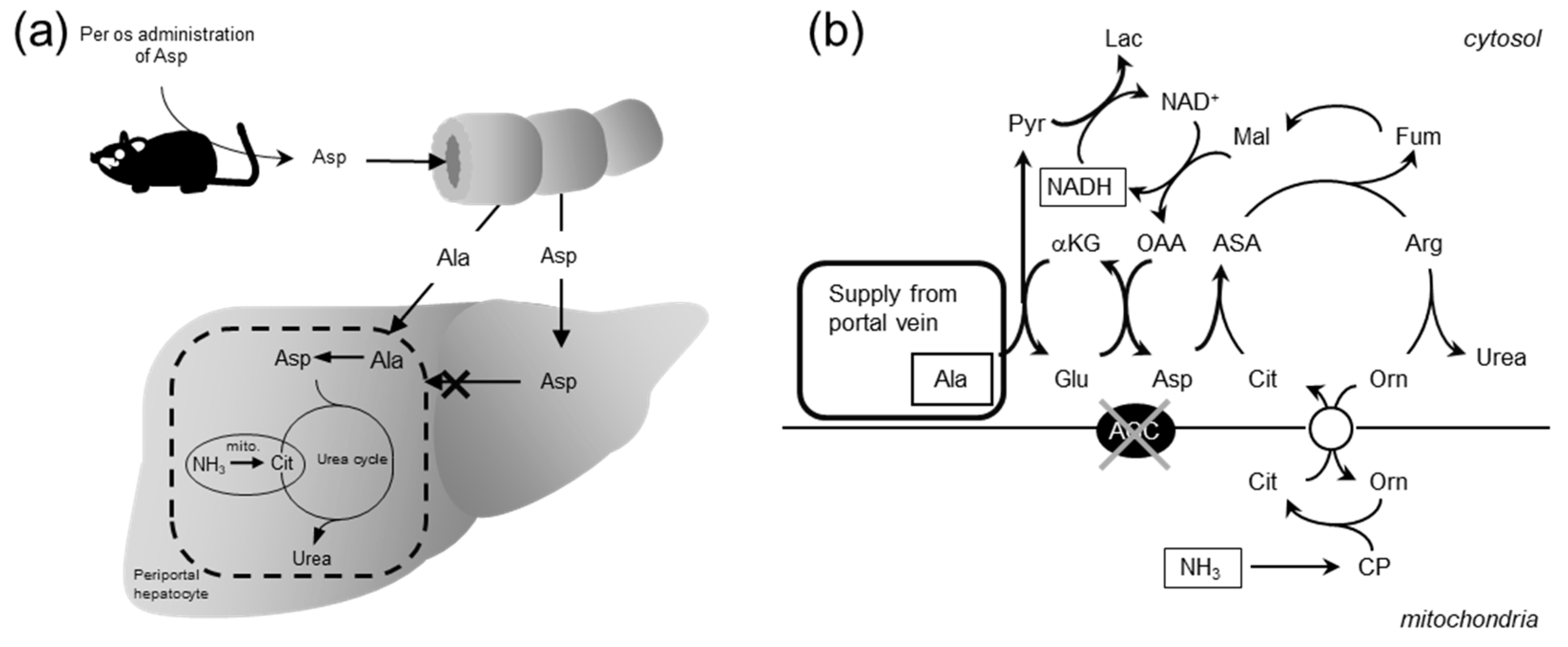 Biomolecules 10 01100 g010 Biomolecules 10 01100 g010