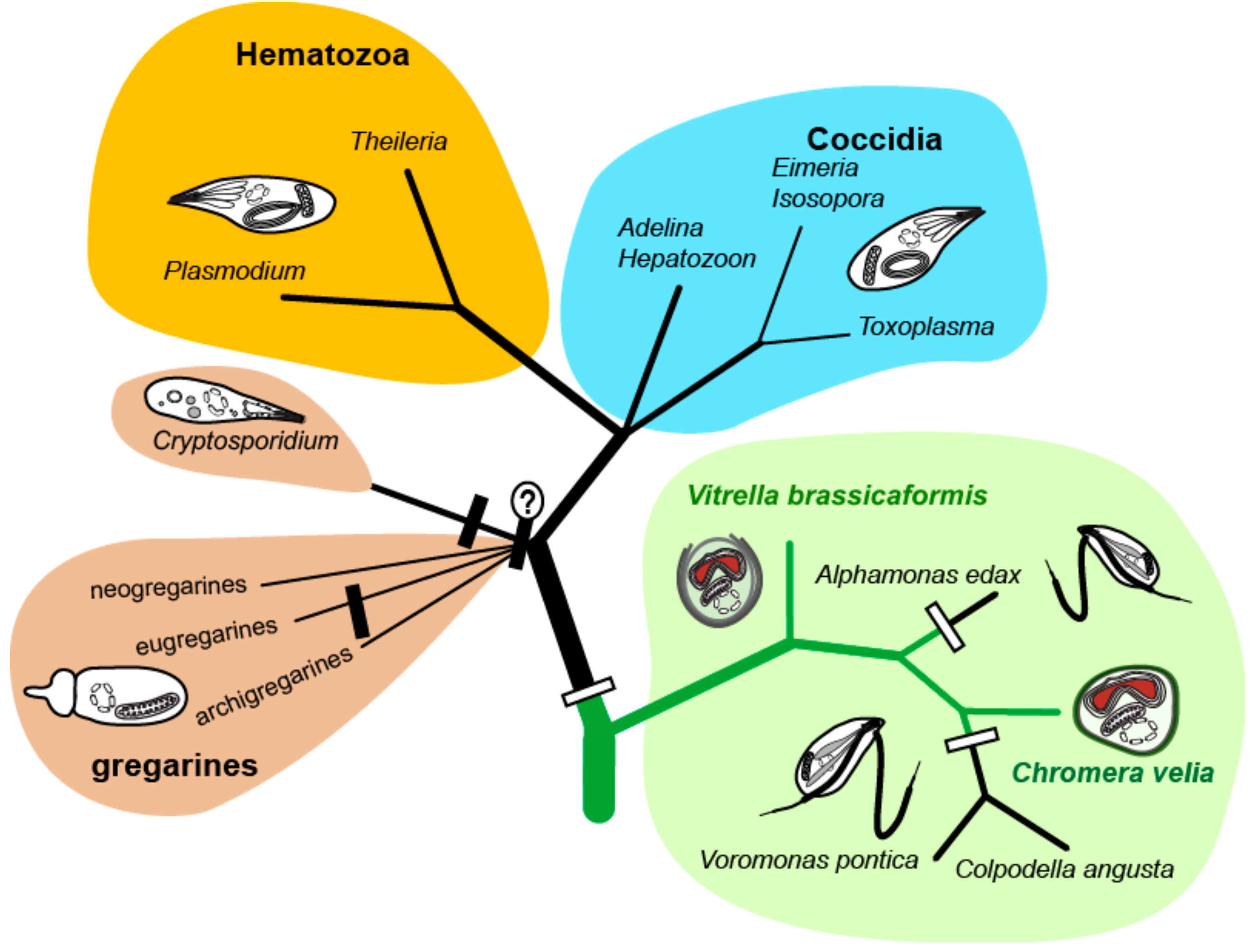 Biomolecules 10 01102 g001 Biomolecules 10 01102 g001
