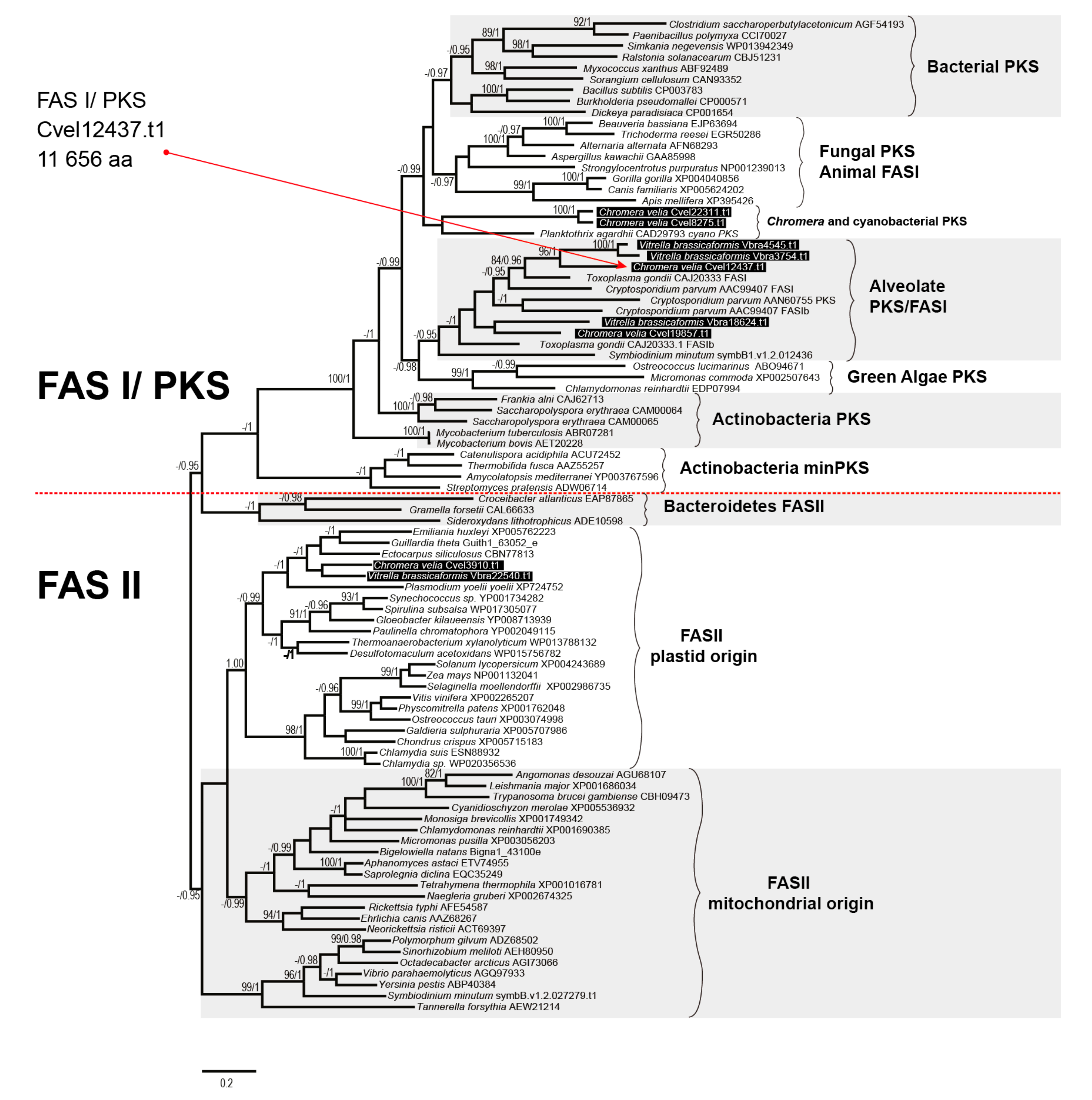 Biomolecules 10 01102 g002 Biomolecules 10 01102 g002