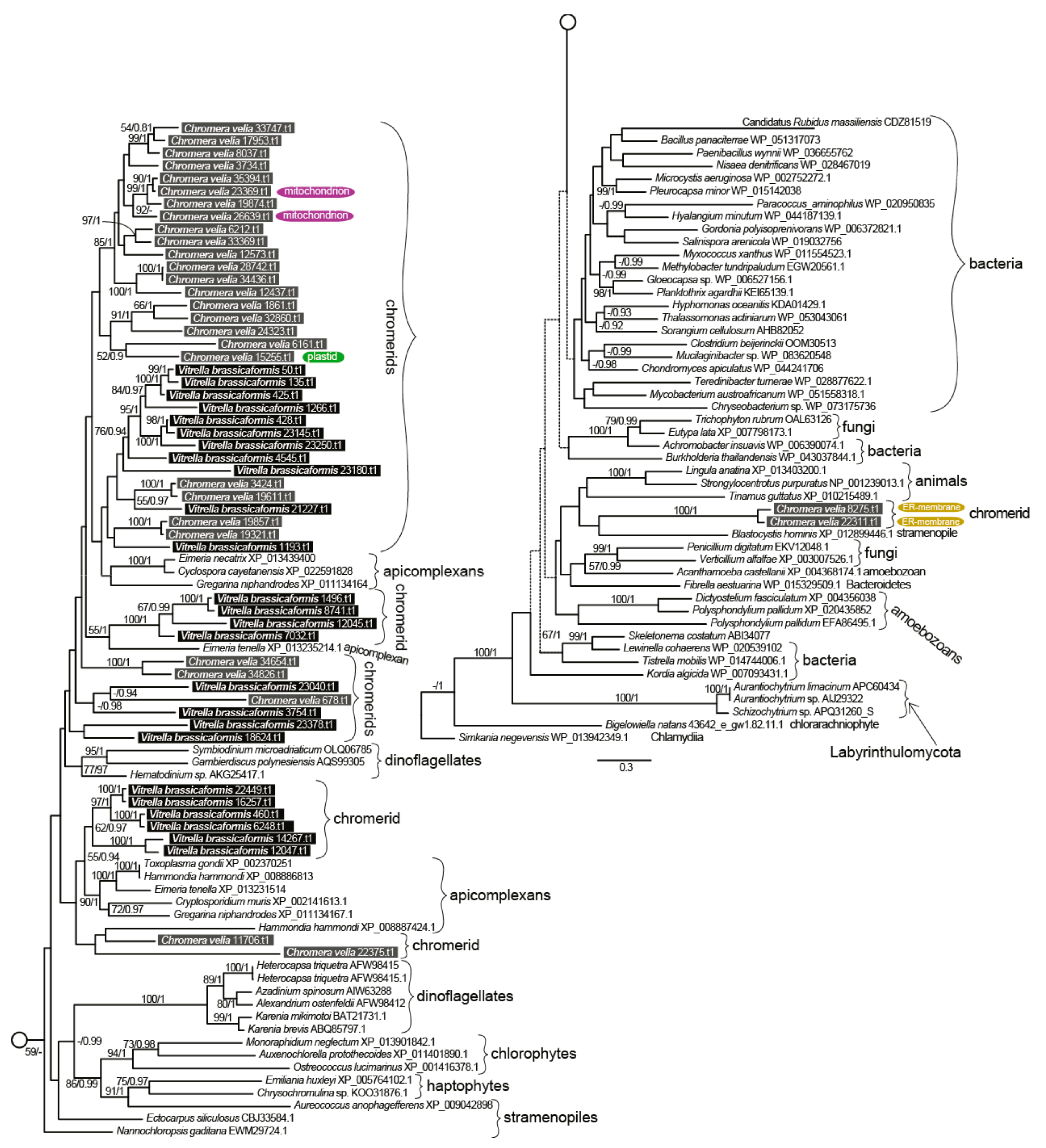 Biomolecules 10 01102 g004 Biomolecules 10 01102 g004