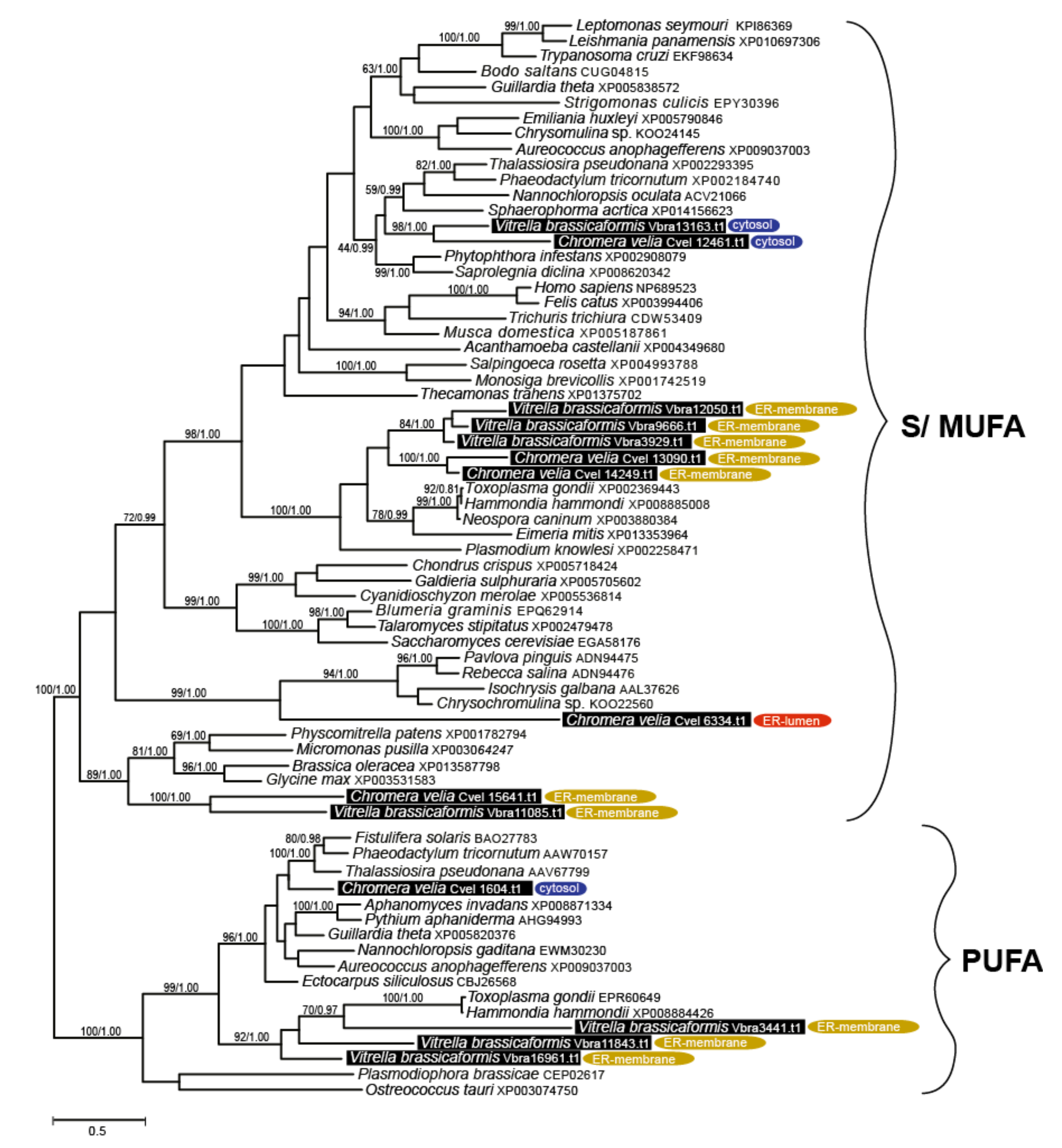 Biomolecules 10 01102 g006 Biomolecules 10 01102 g006