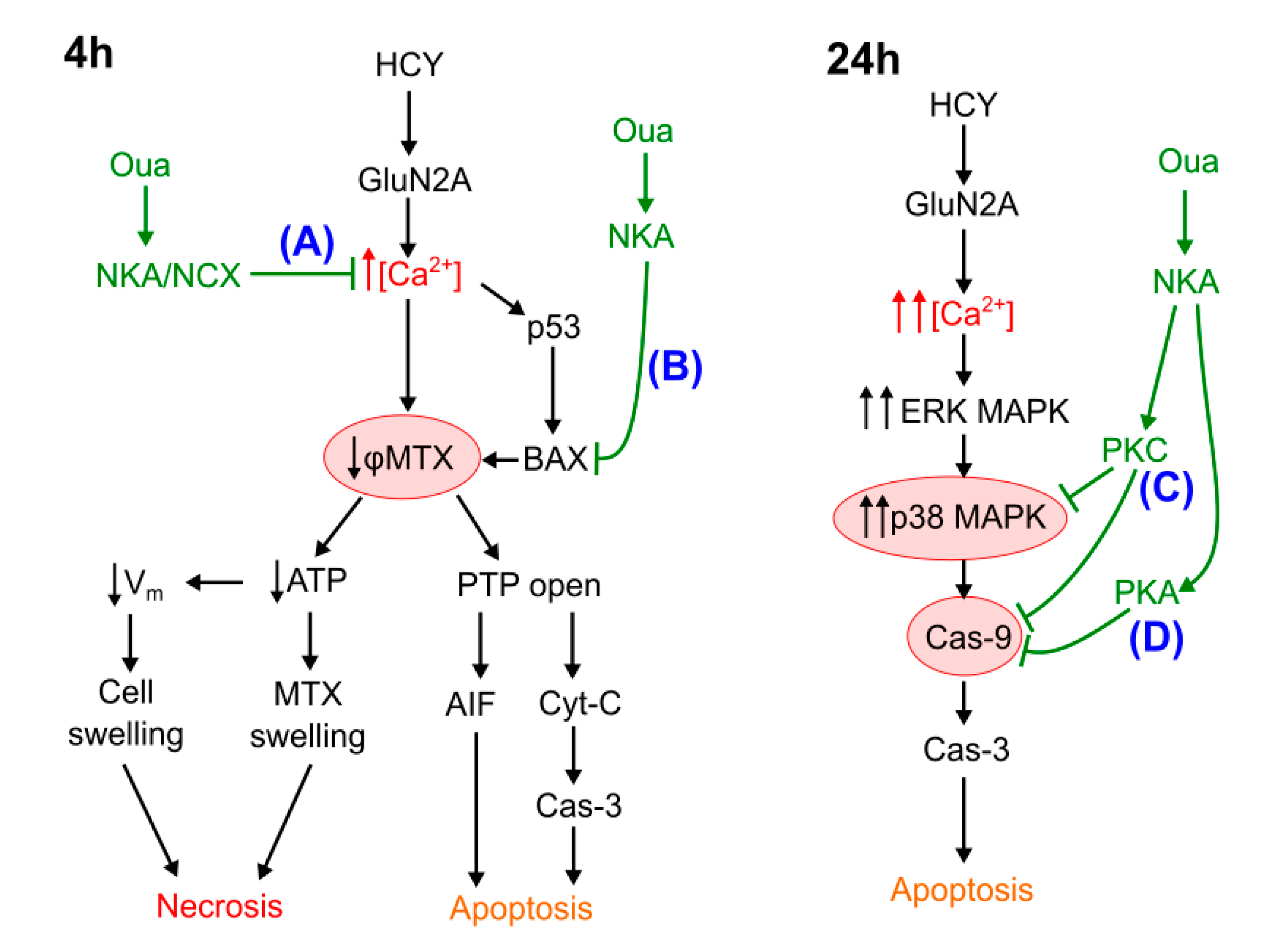 Biomolecules 10 01104 g007 Biomolecules 10 01104 g007