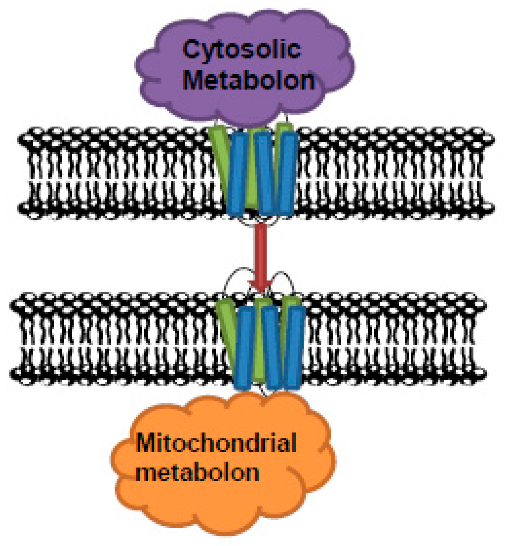 Biomolecules 10 01107 g003 Biomolecules 10 01107 g003