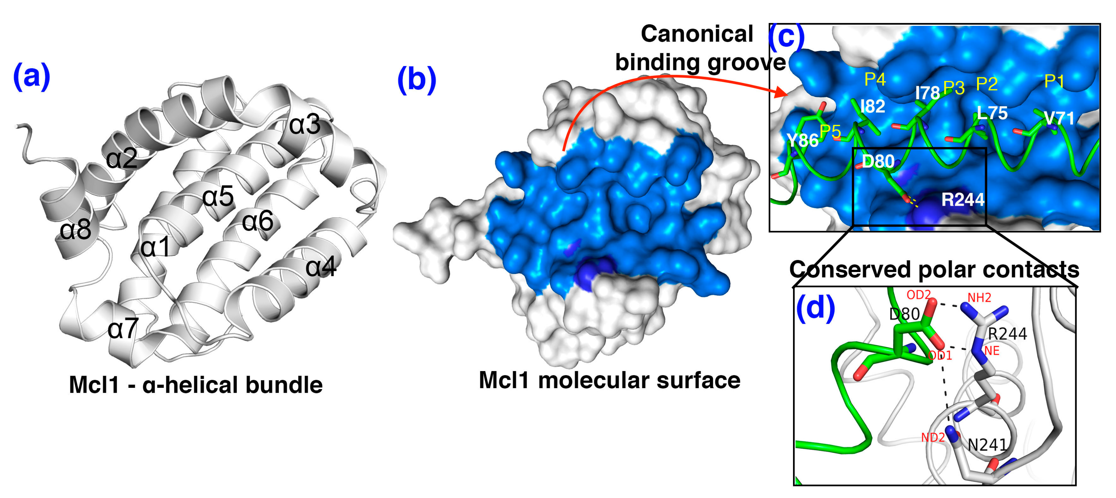 Biomolecules 10 01114 g002 Biomolecules 10 01114 g002