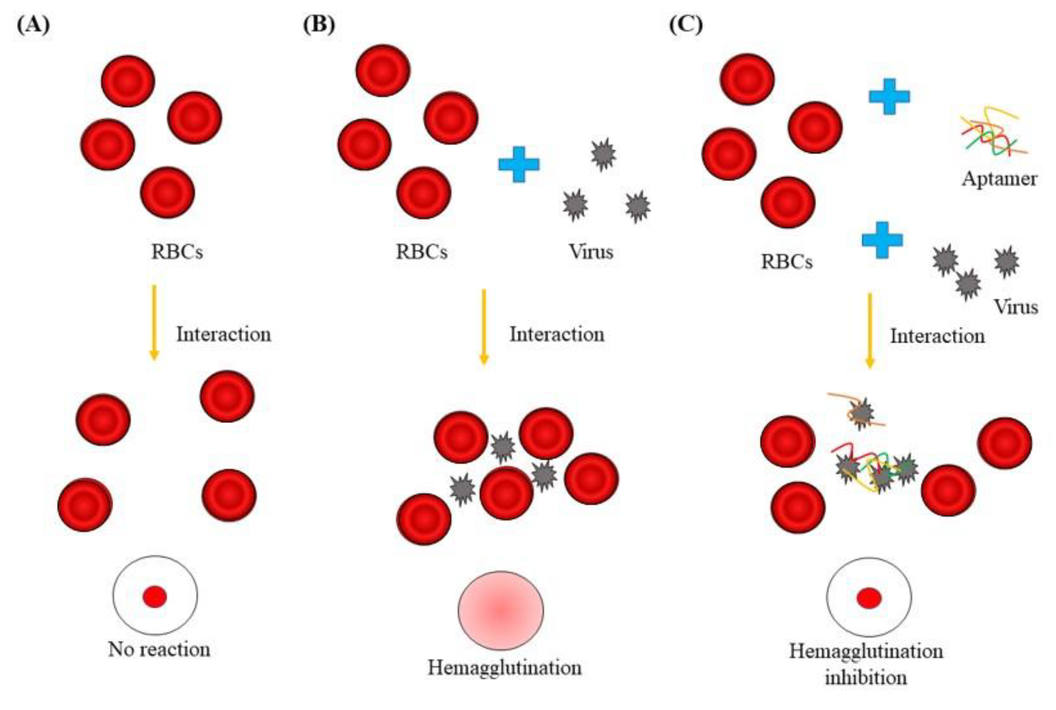 Biomolecules 10 01116 g006