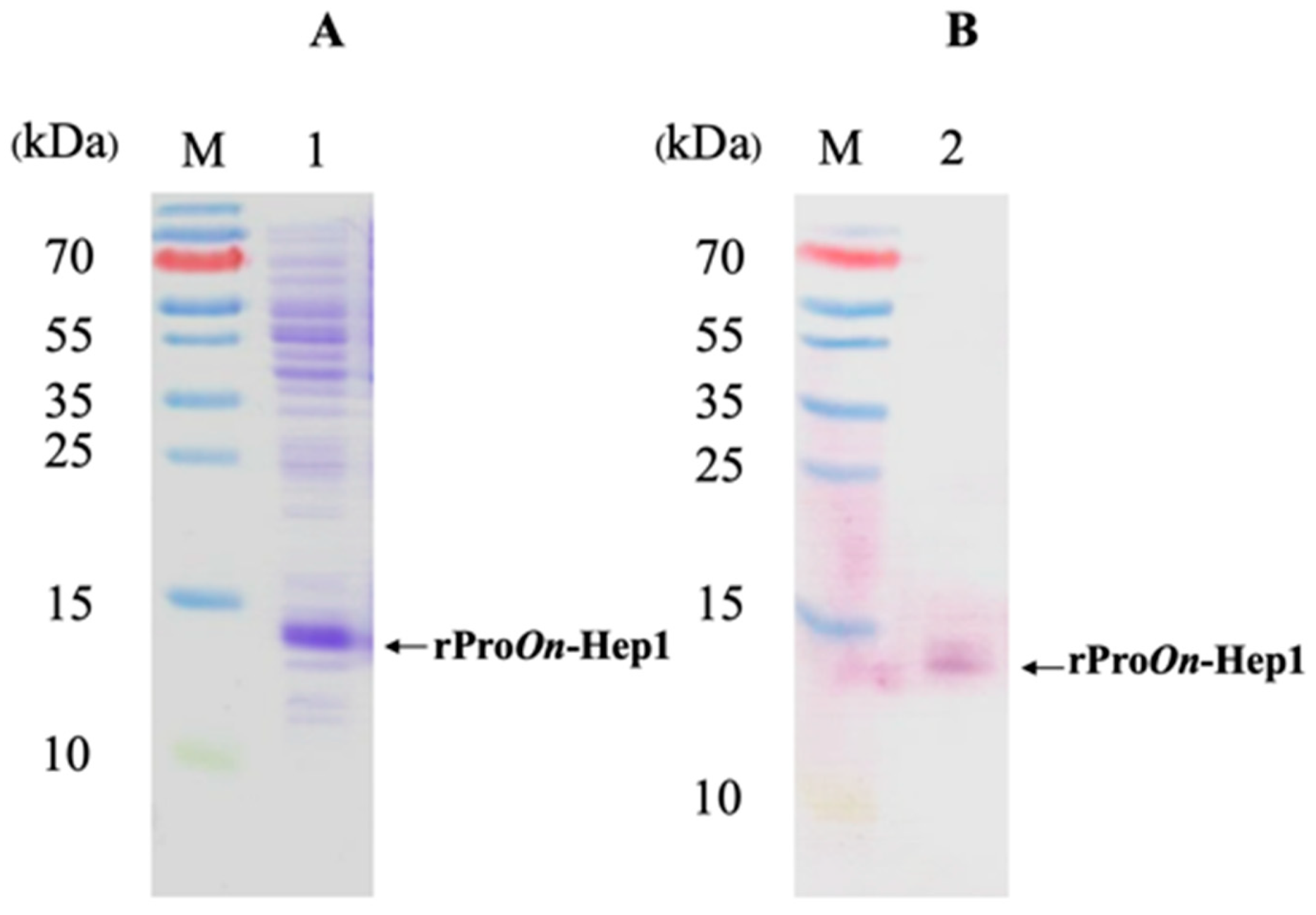 Biomolecules 10 01132 g004