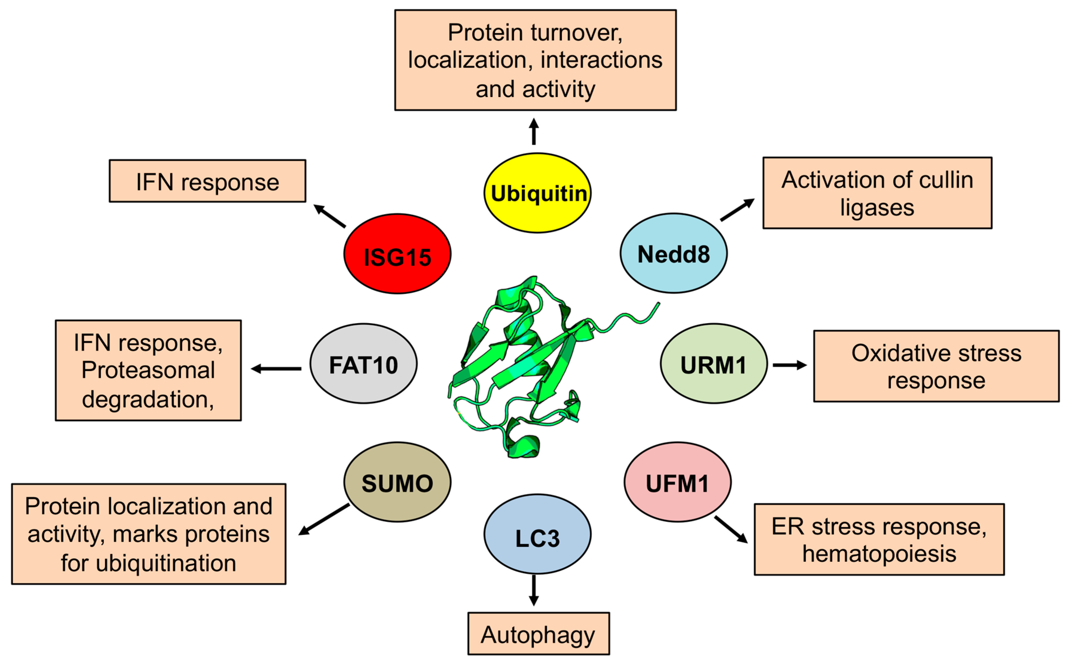 Biomolecules 10 01137 g002 Biomolecules 10 01137 g002