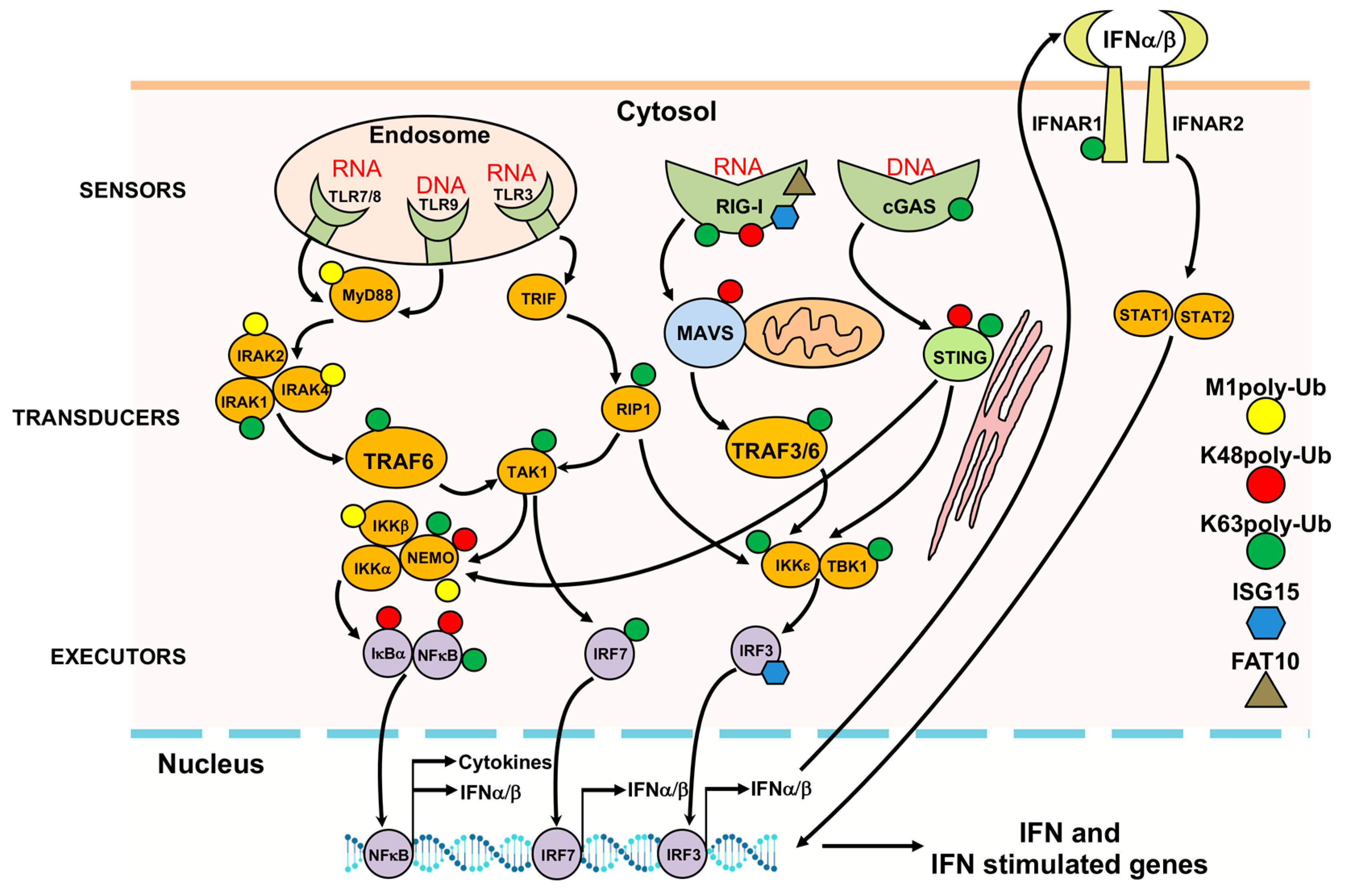 Biomolecules 10 01137 g003 Biomolecules 10 01137 g003