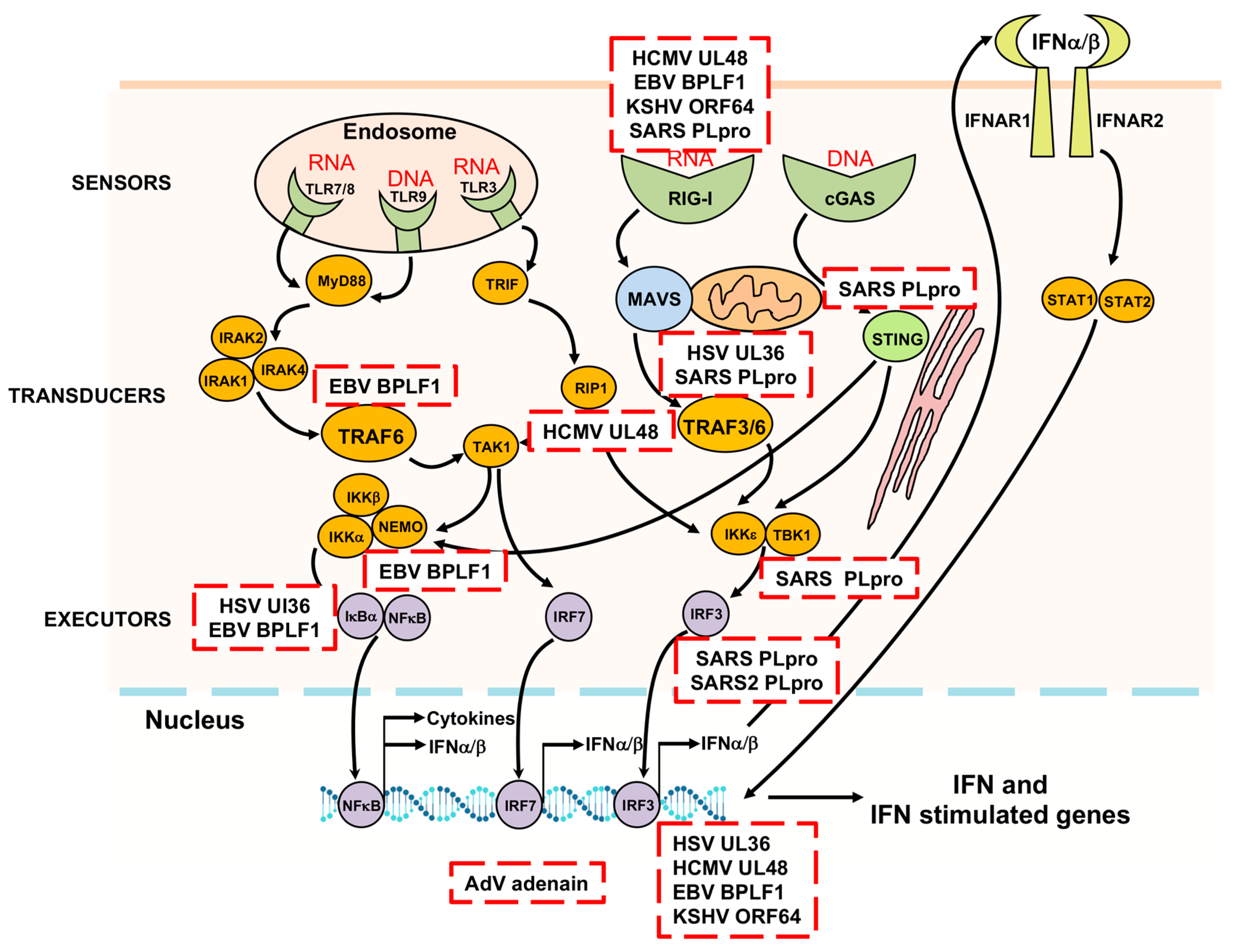 Biomolecules 10 01137 g004 Biomolecules 10 01137 g004
