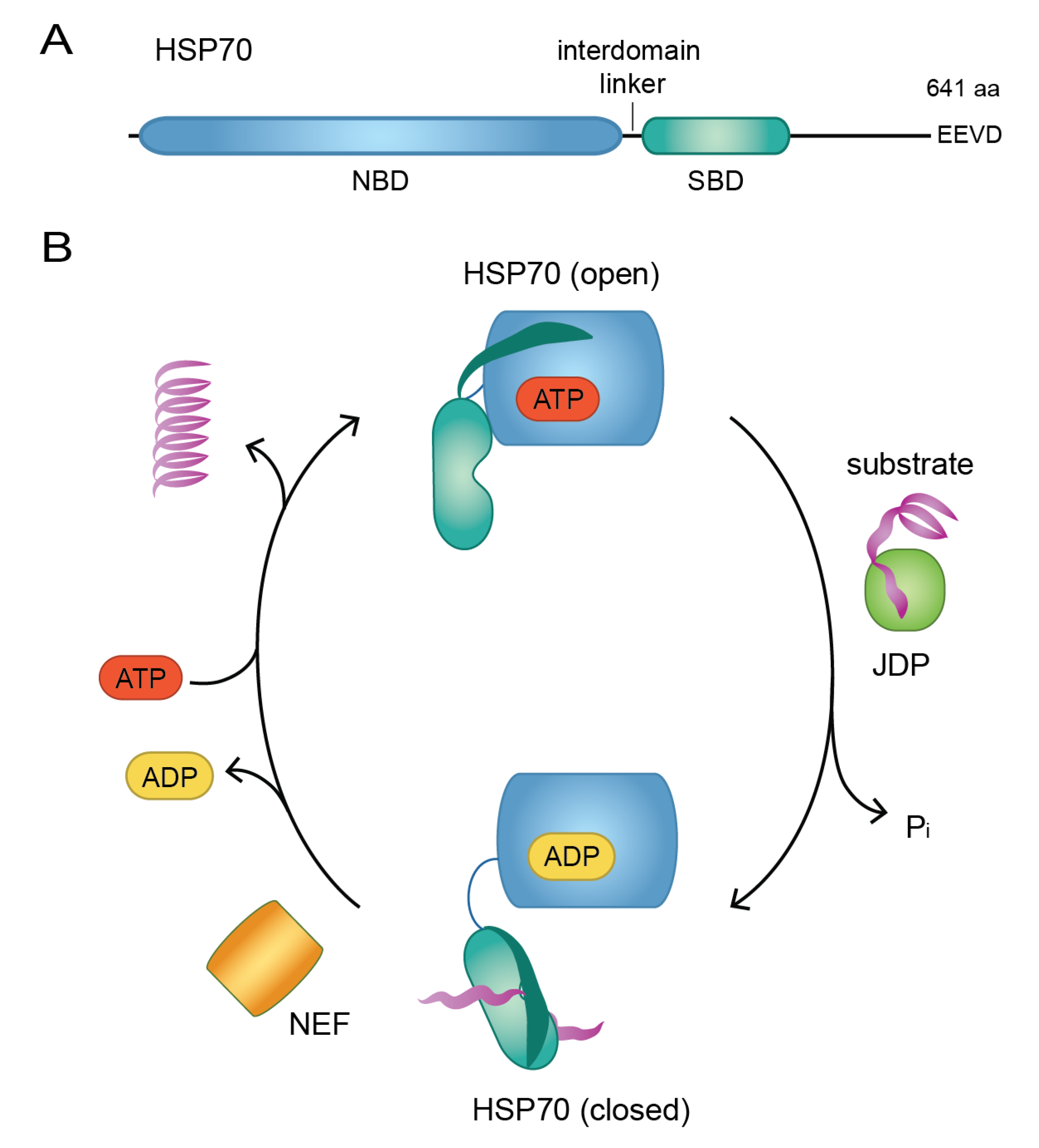 Biomolecules 10 01141 g001 Biomolecules 10 01141 g001