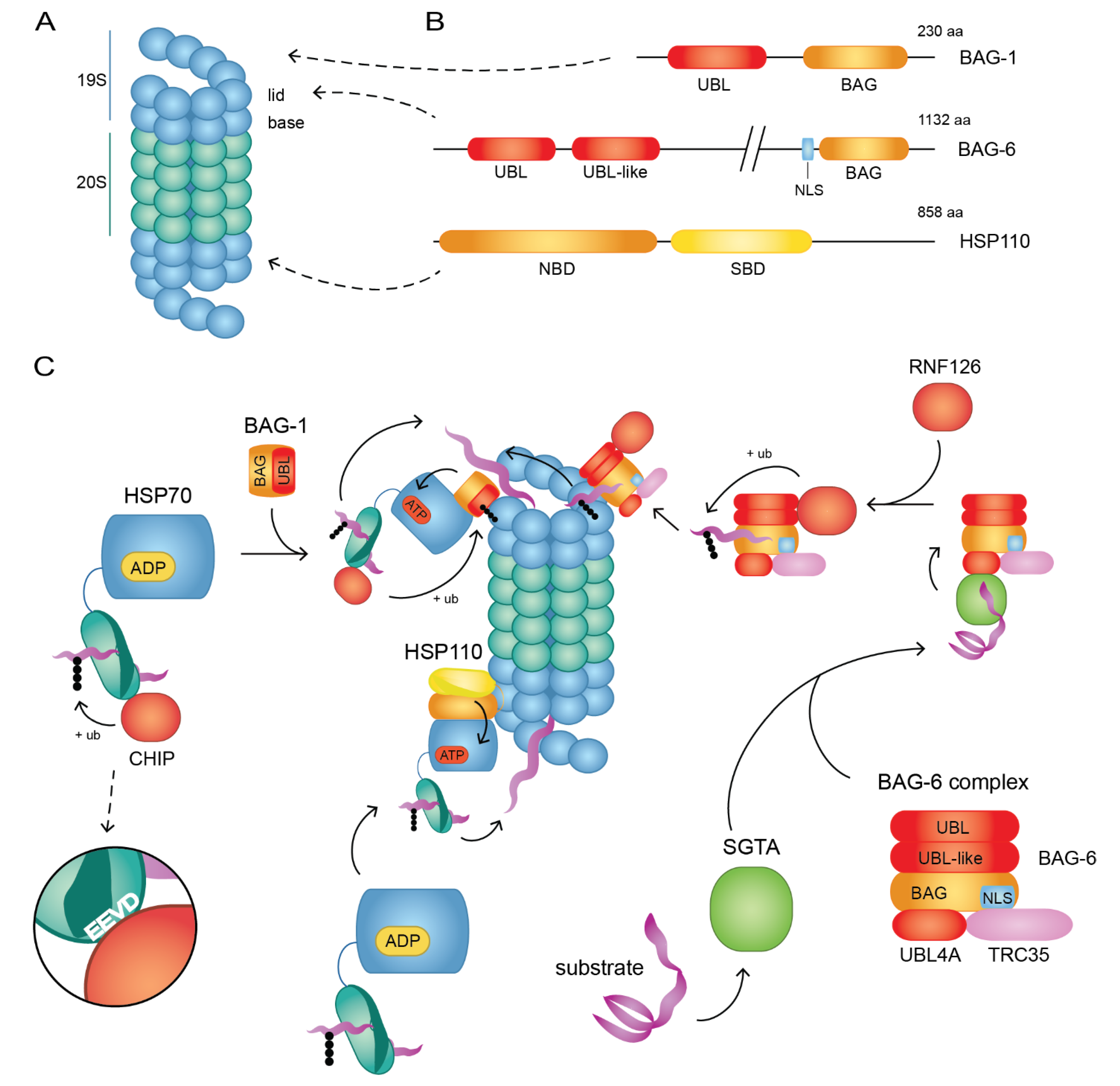 Biomolecules 10 01141 g002 Biomolecules 10 01141 g002