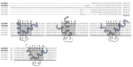 Biomolecules Free Full Text Distinct Calcium Binding And Structural Properties Of Two Centrin Isoforms From Toxoplasma Gondii Html