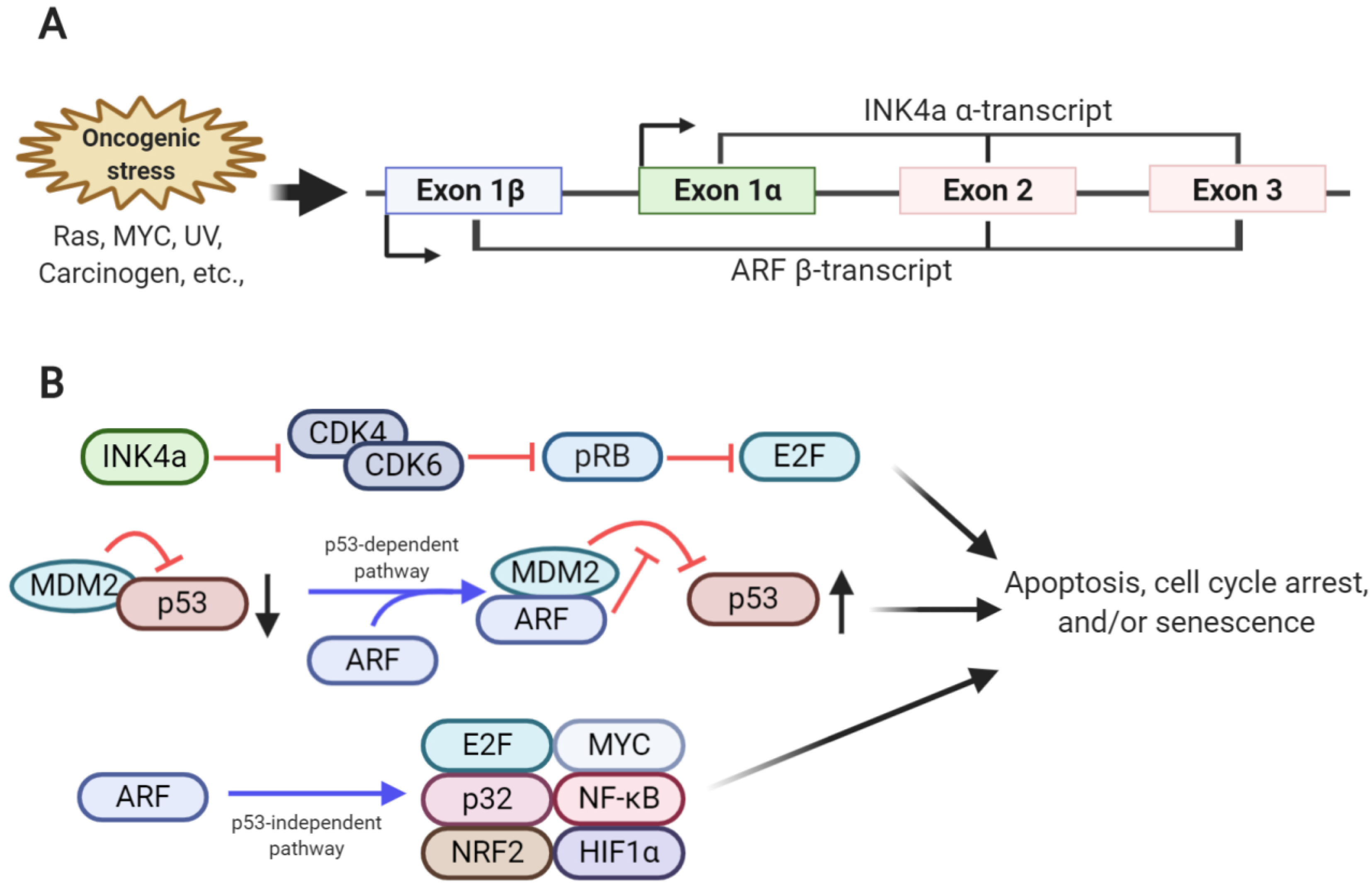 Biomolecules 10 01143 g001 Biomolecules 10 01143 g001
