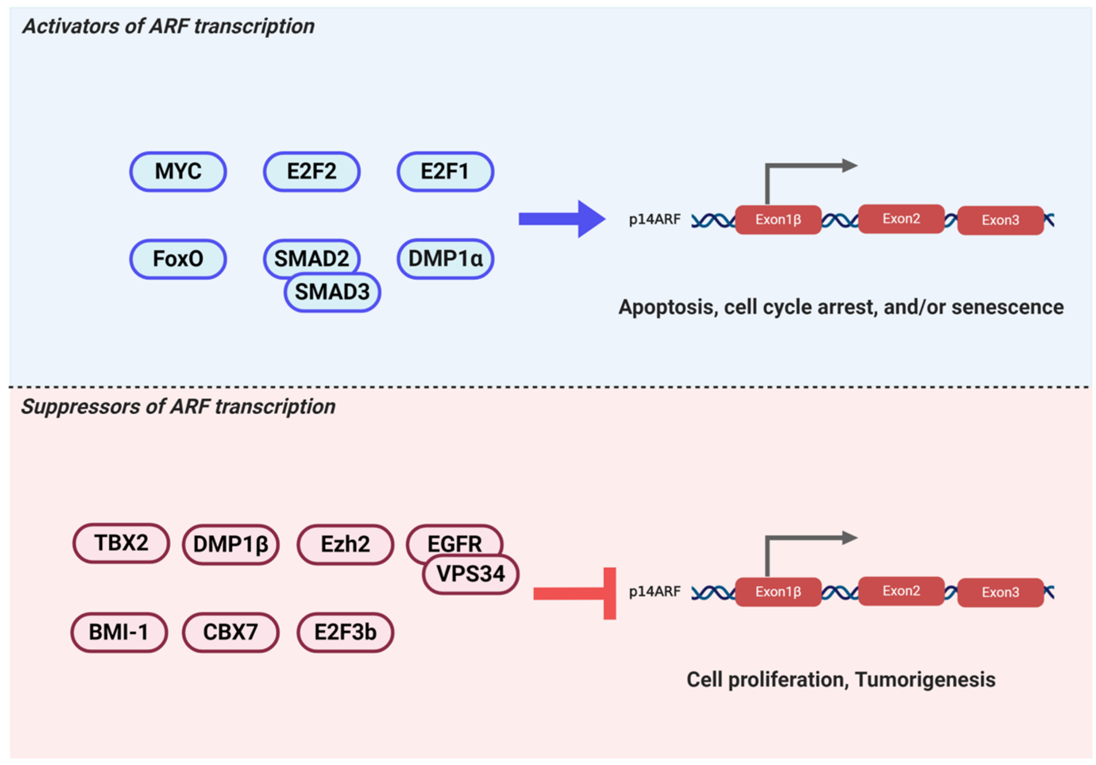 Biomolecules 10 01143 g002 Biomolecules 10 01143 g002