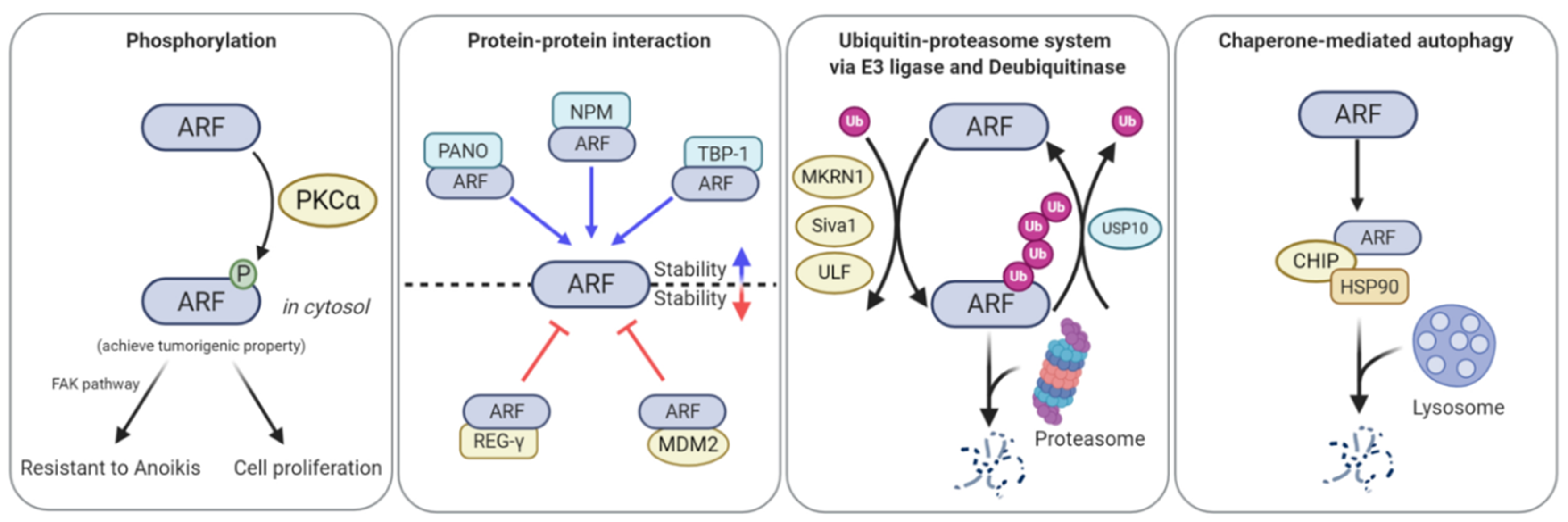 Biomolecules 10 01143 g003 Biomolecules 10 01143 g003
