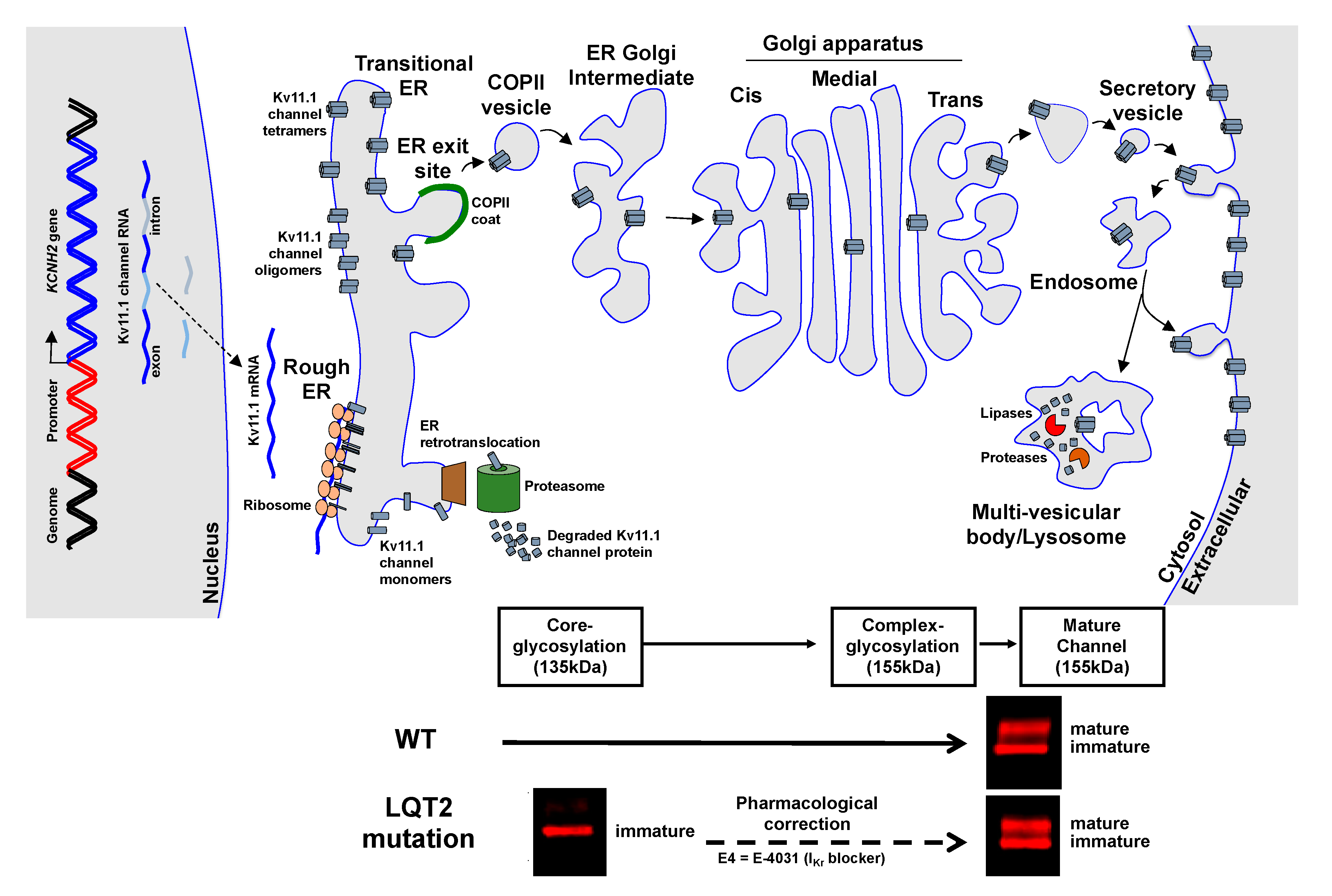 Biomolecules 10 01144 g003 Biomolecules 10 01144 g003