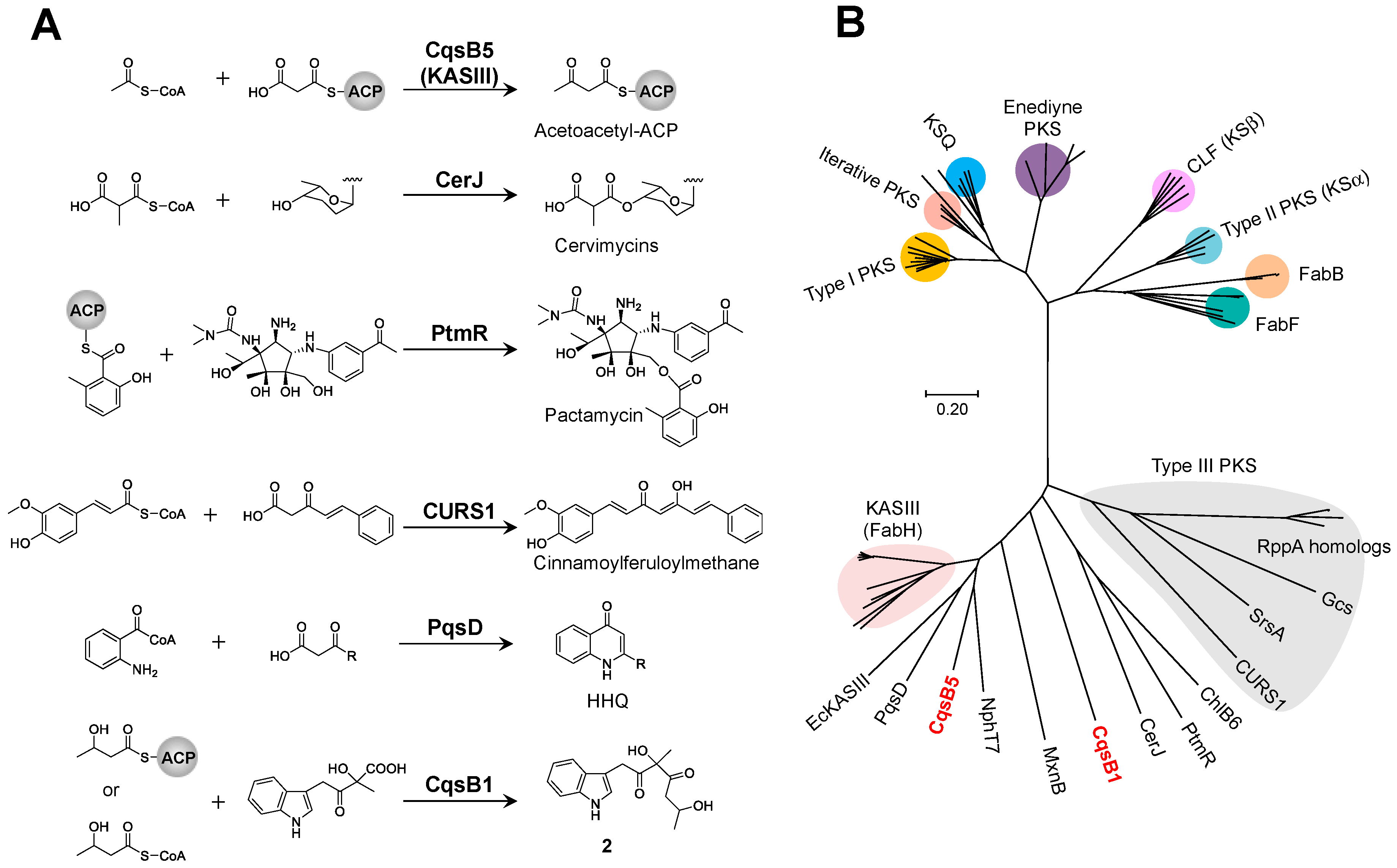 Biomolecules 10 01147 g005 Biomolecules 10 01147 g005