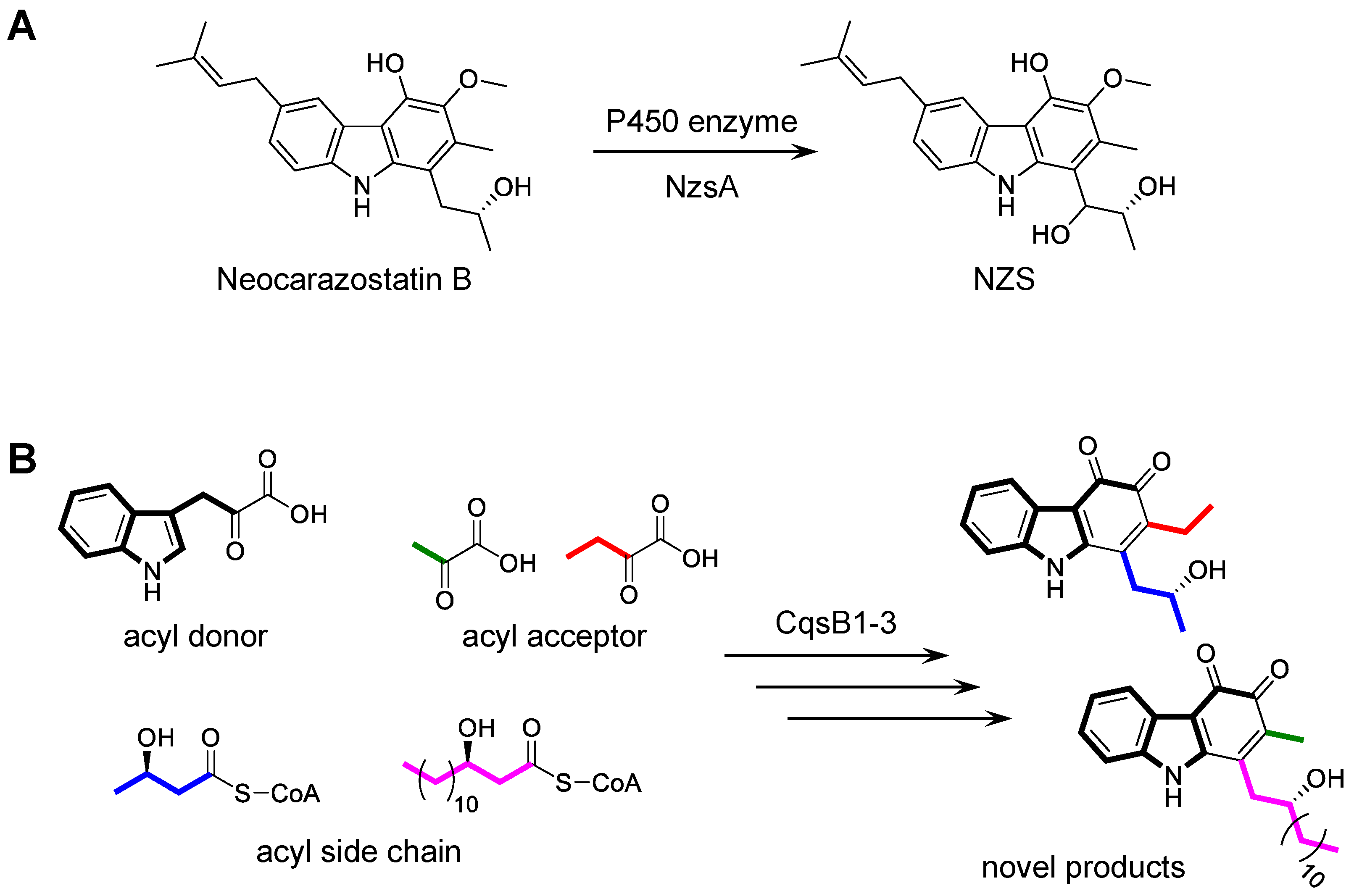 Biomolecules 10 01147 g007 Biomolecules 10 01147 g007