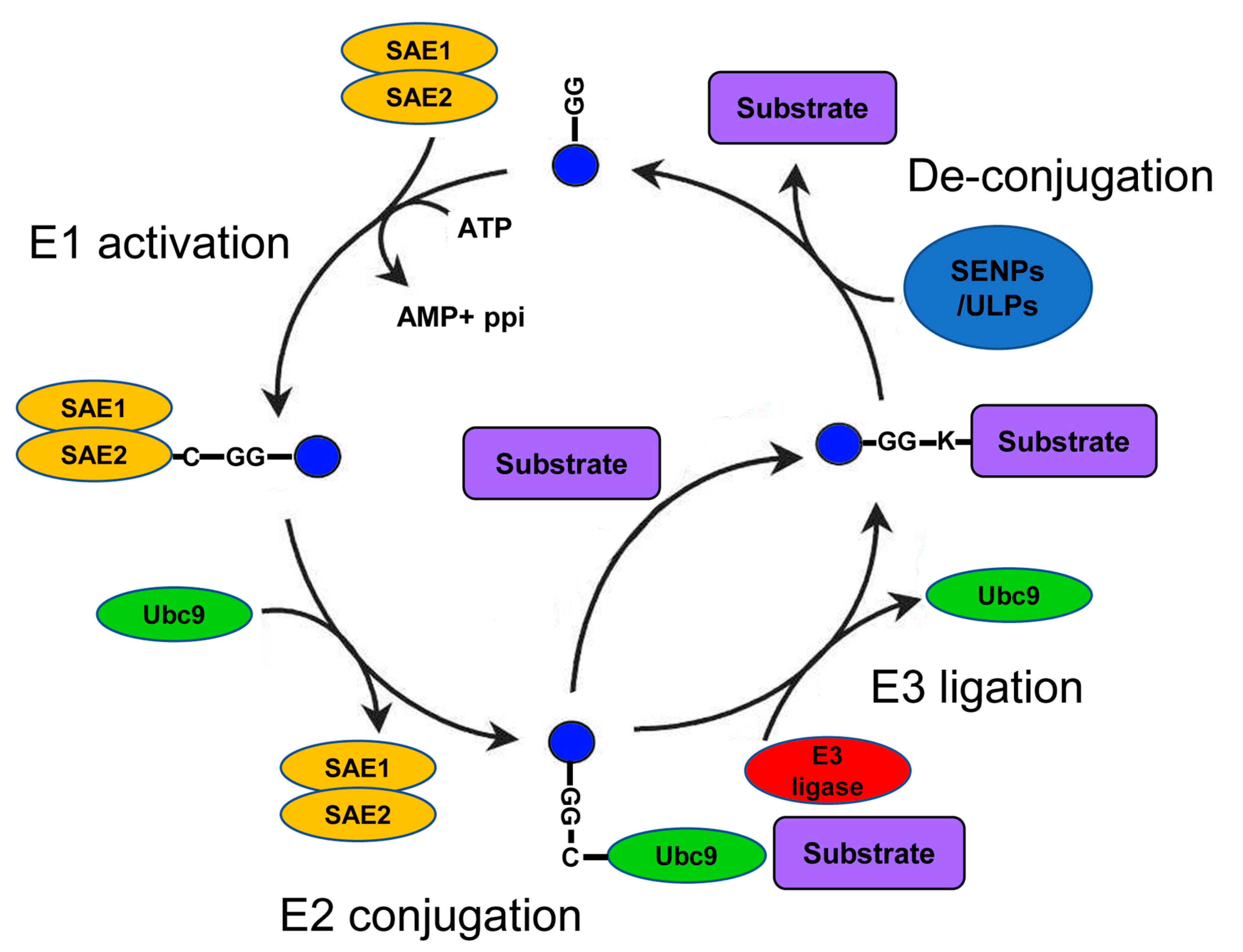 SUMO-1 CRISPR Knockout and Activation Products (h)