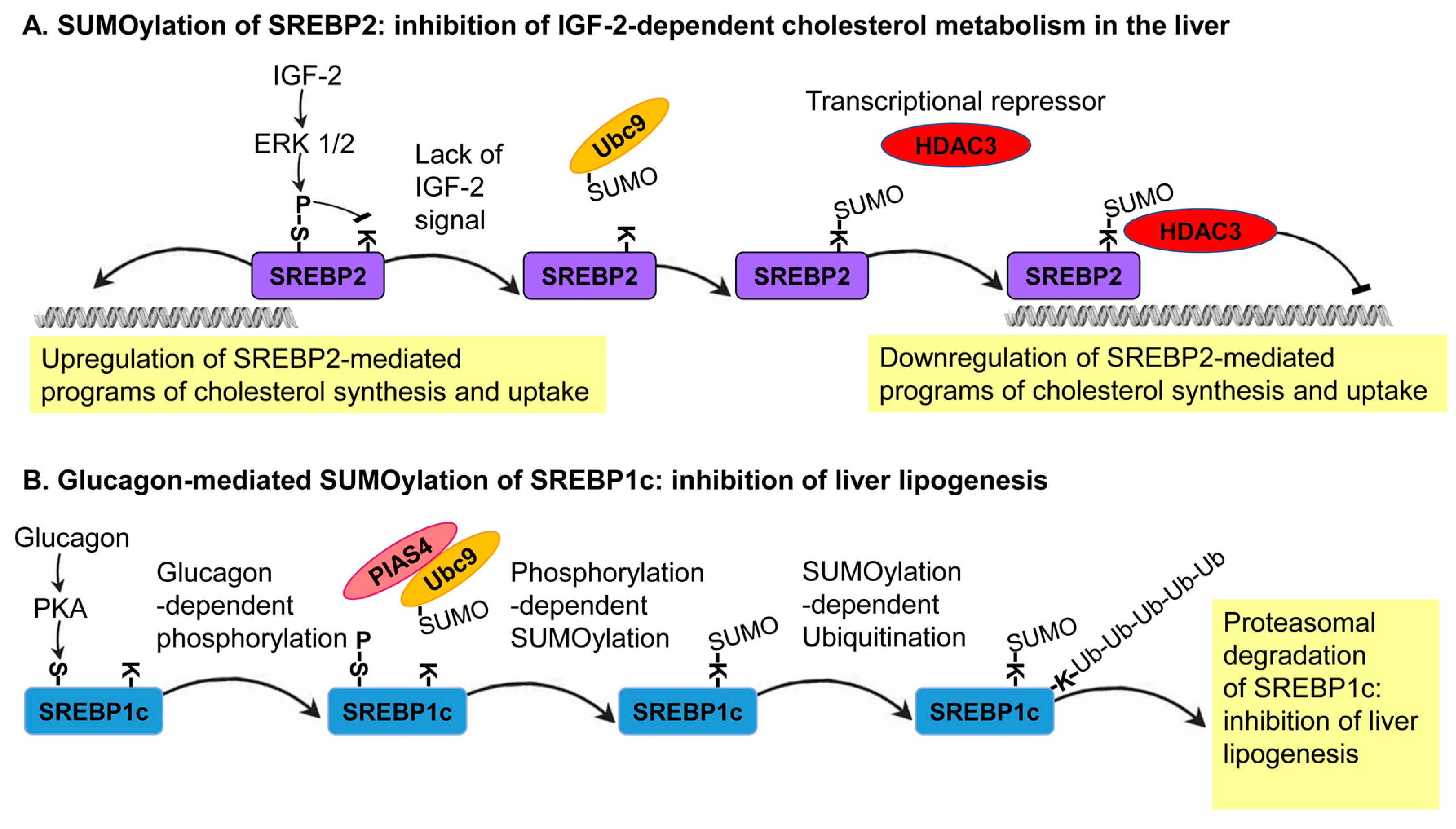 Biomolecules 10 01154 g003 Biomolecules 10 01154 g003