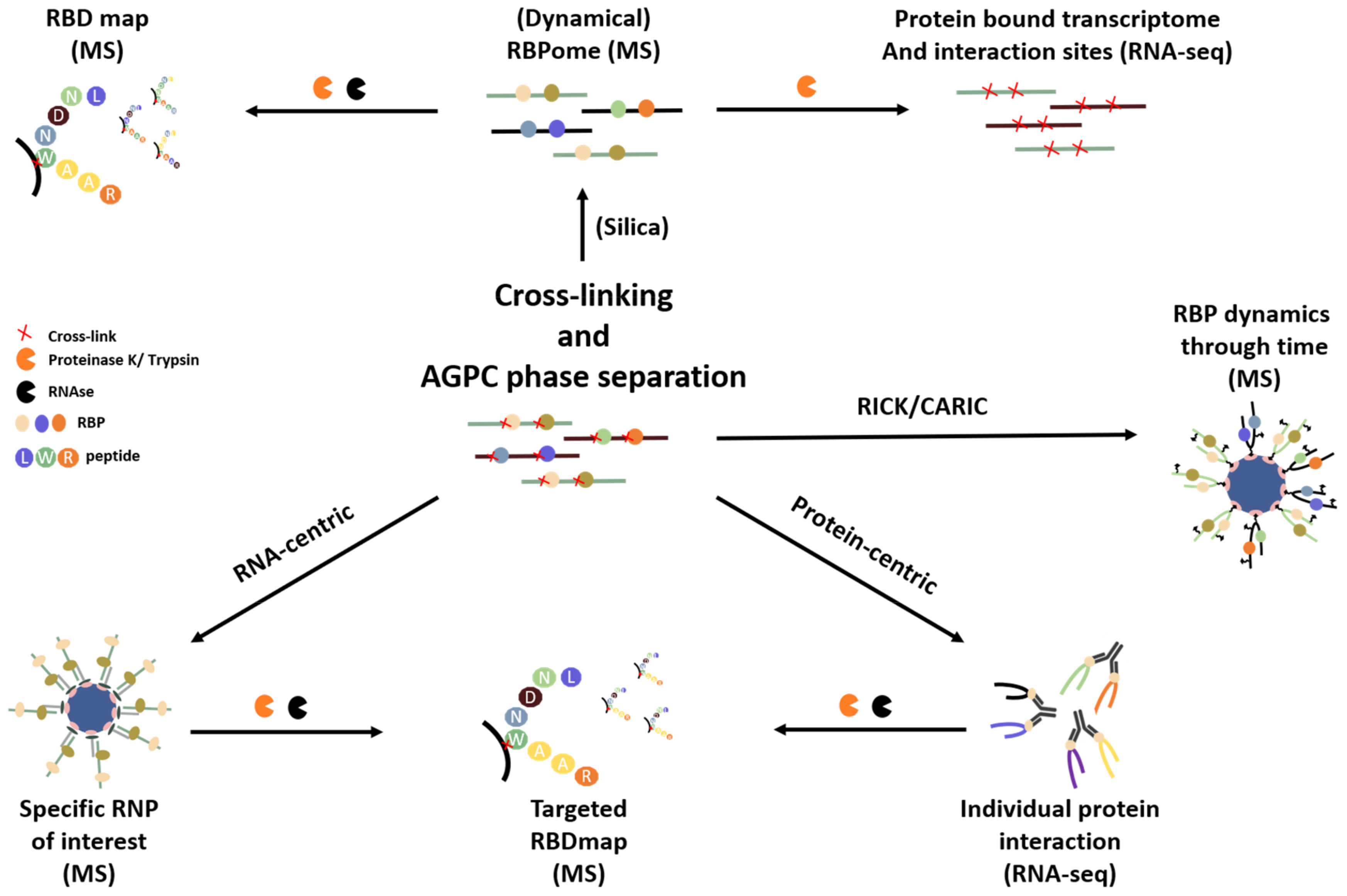 Biomolecules 10 01160 g004 Biomolecules 10 01160 g004