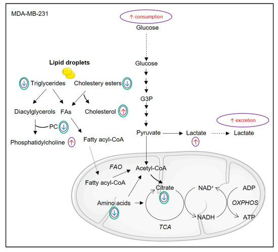 Biomolecules Free Full Text Triple Negative Breast Cancer And Breast Epithelial Cells Differentially Reprogram Glucose And Lipid Metabolism Upon Treatment With Triterpenic Acids Html