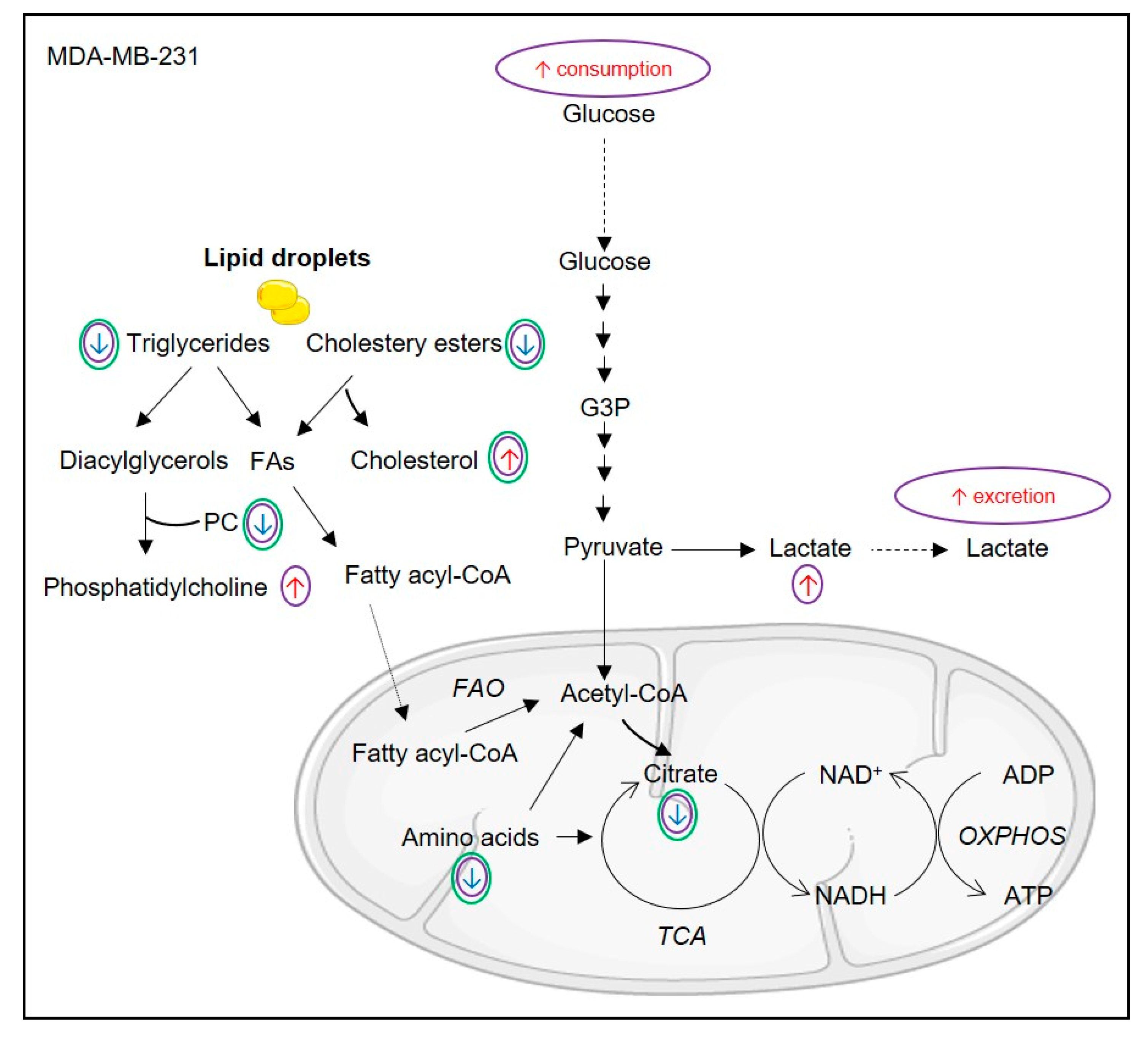 Biomolecules 10 01163 g006 Biomolecules 10 01163 g006