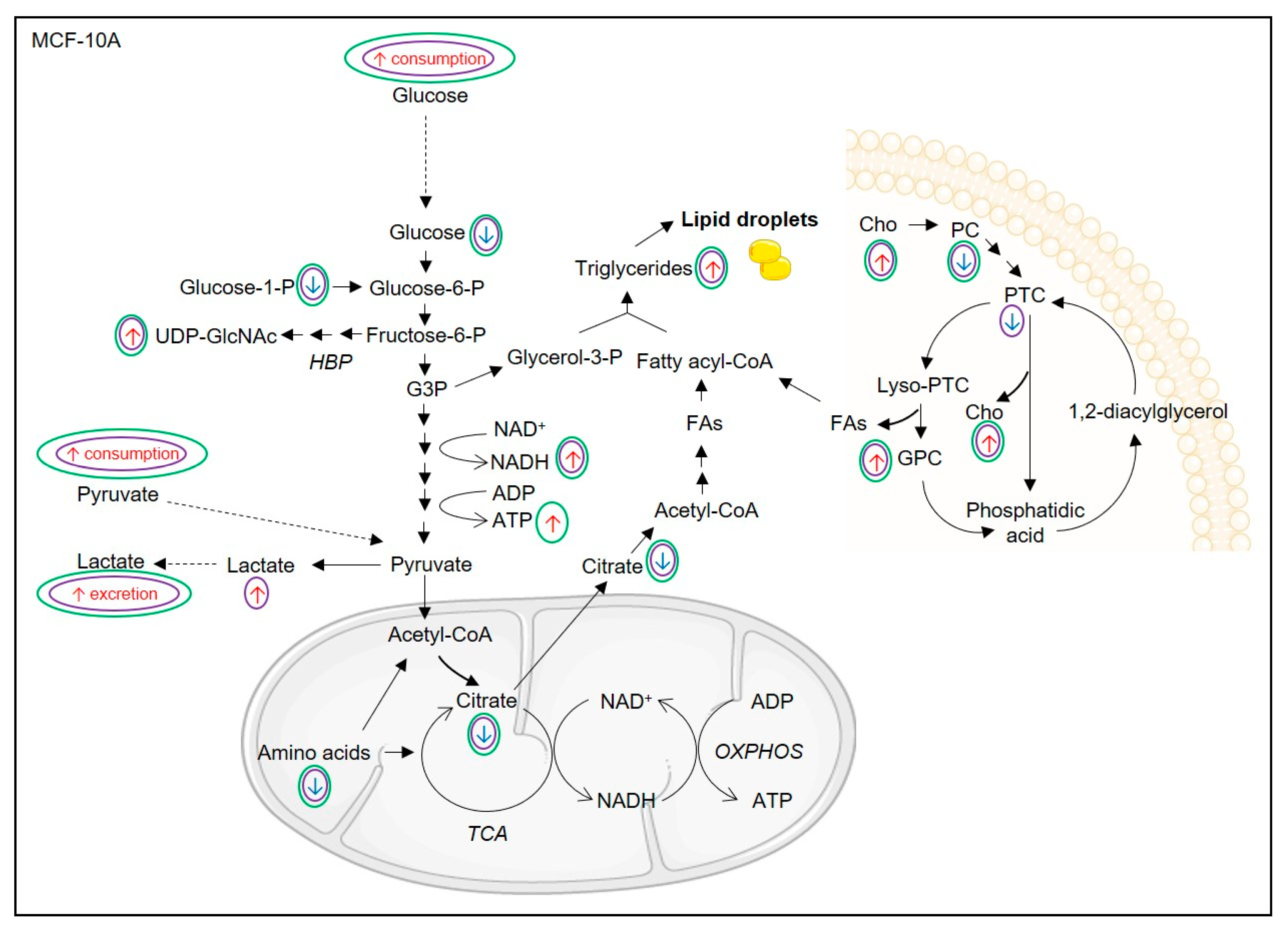 Biomolecules 10 01163 g007 Biomolecules 10 01163 g007