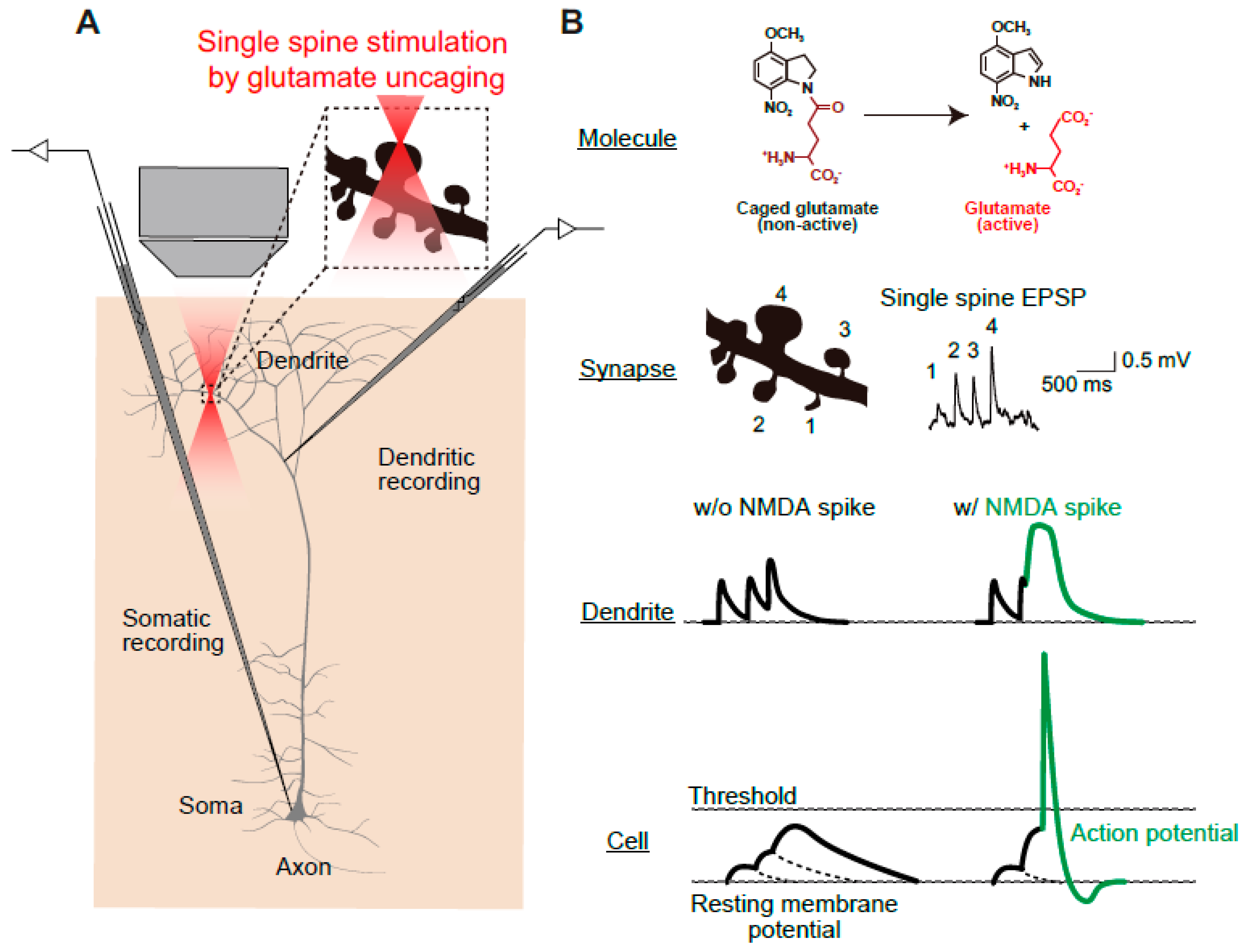 Biomolecules 10 01172 g004 Biomolecules 10 01172 g004