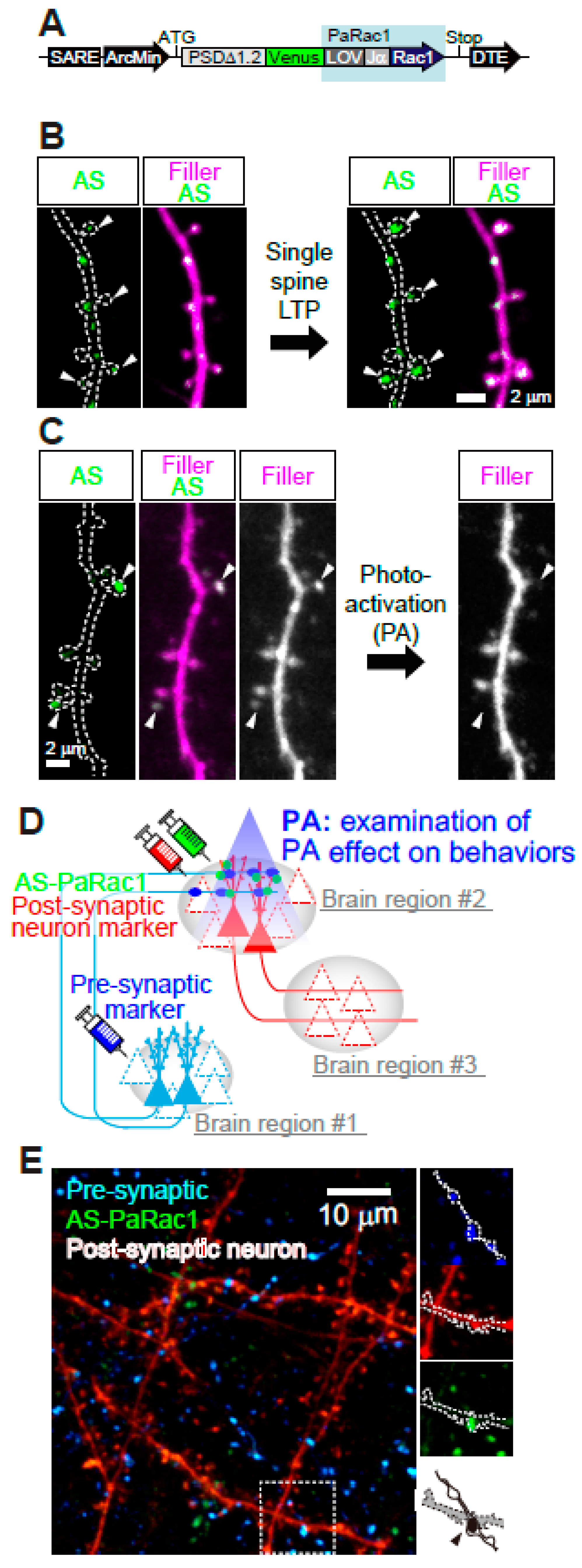 Biomolecules 10 01172 g006 Biomolecules 10 01172 g006
