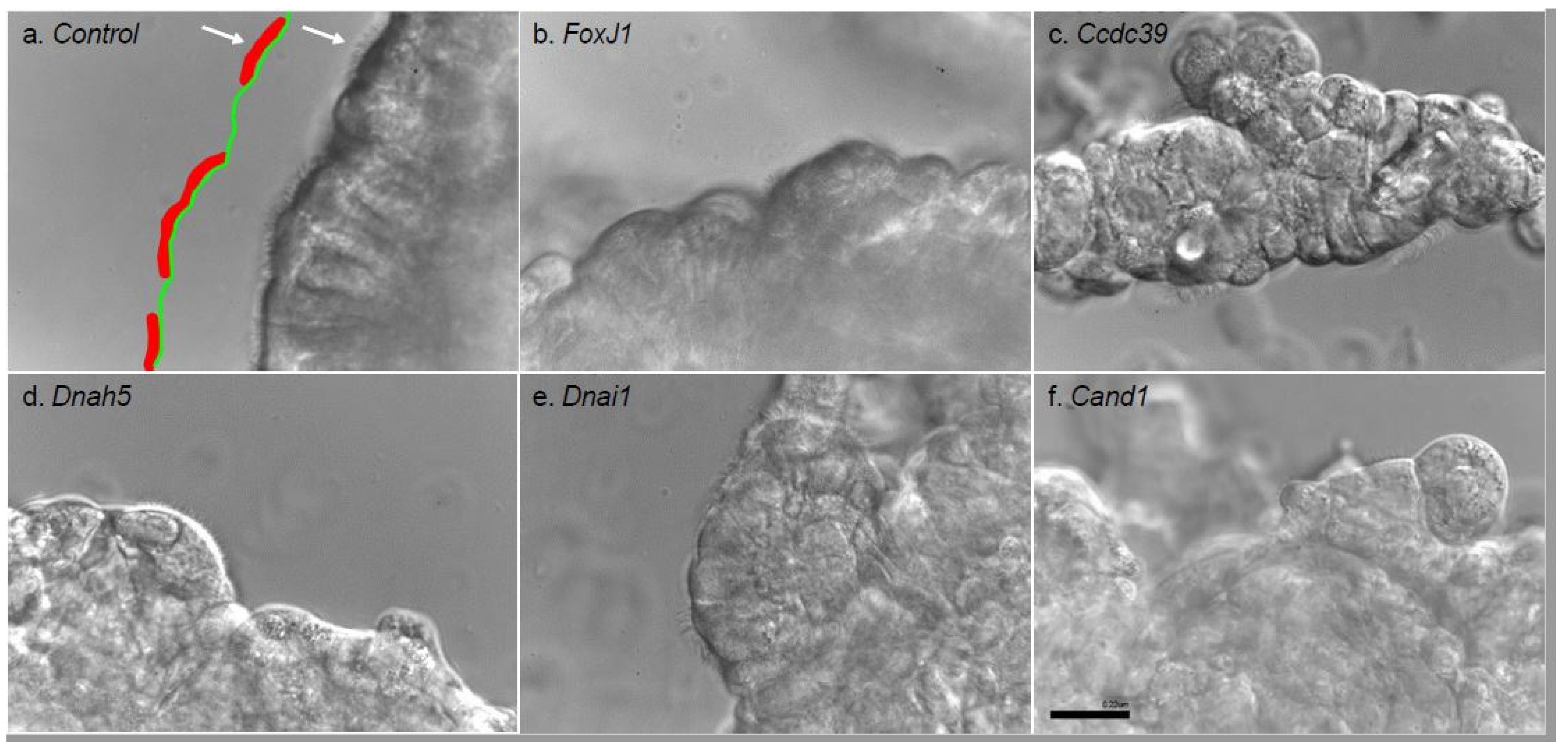 Biomolecules 10 01182 g002 Biomolecules 10 01182 g002
