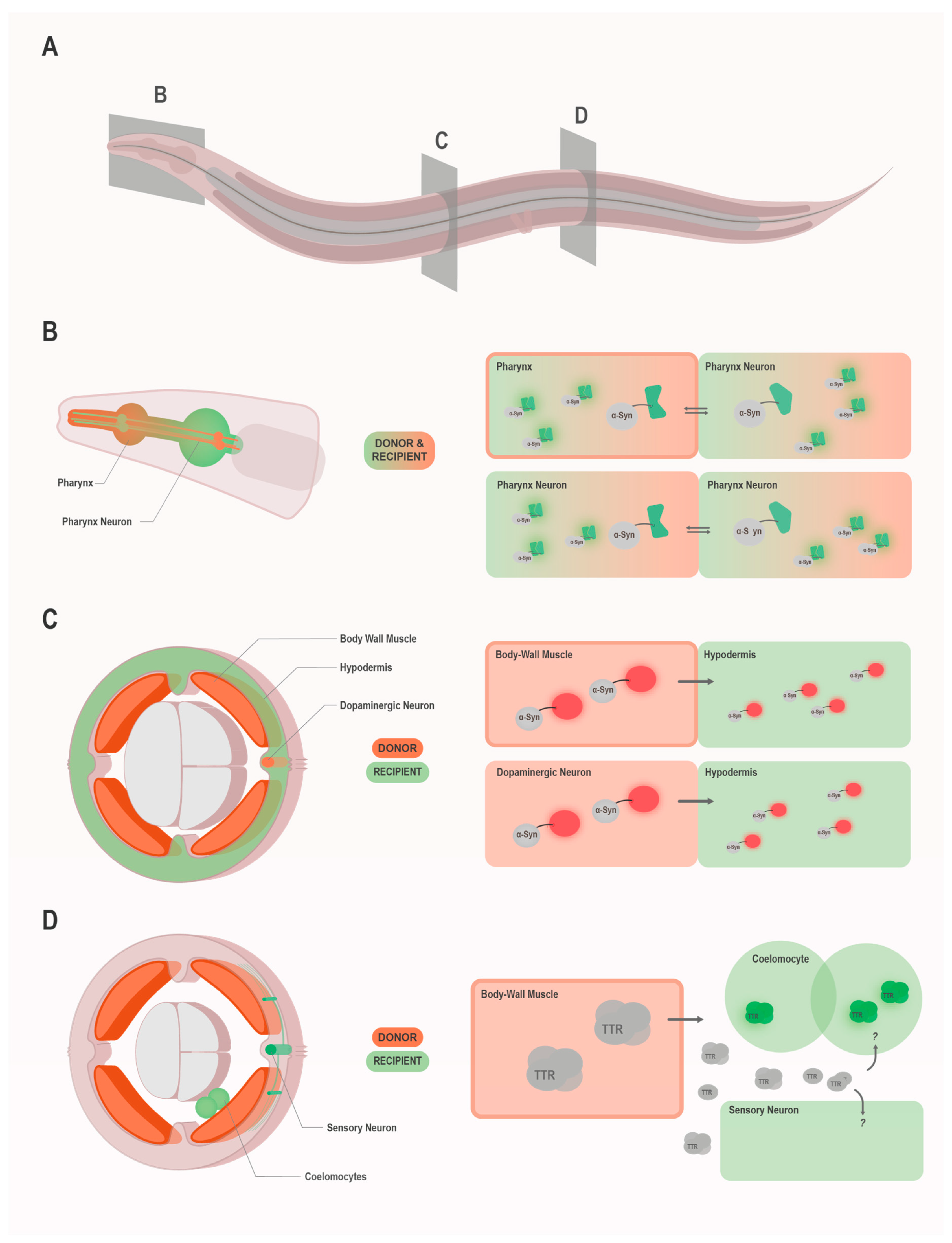 Biomolecules 10 01188 g001 Biomolecules 10 01188 g001