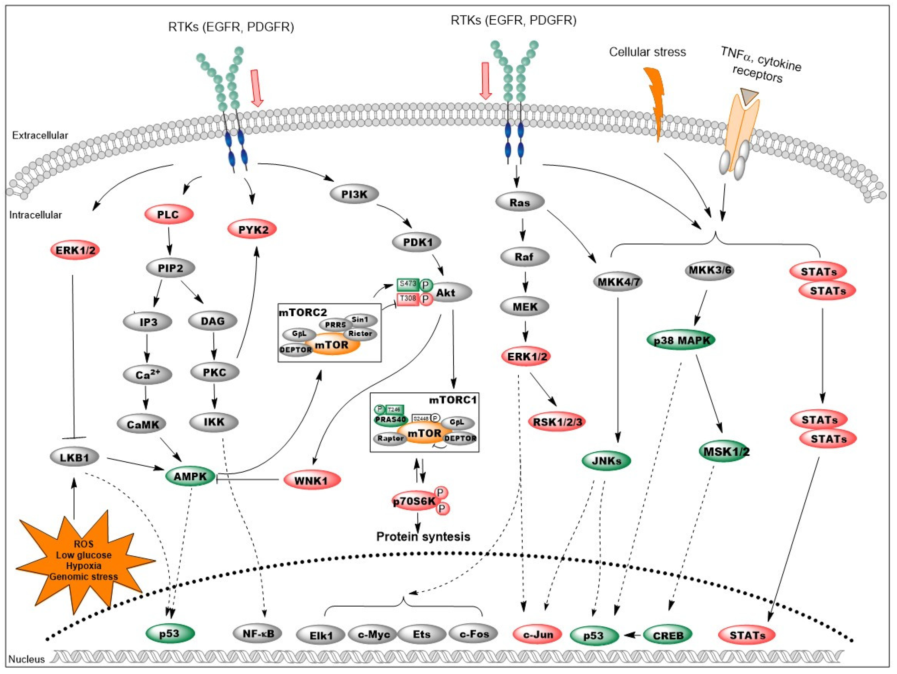 Biomolecules 10 01199 g007 Biomolecules 10 01199 g007
