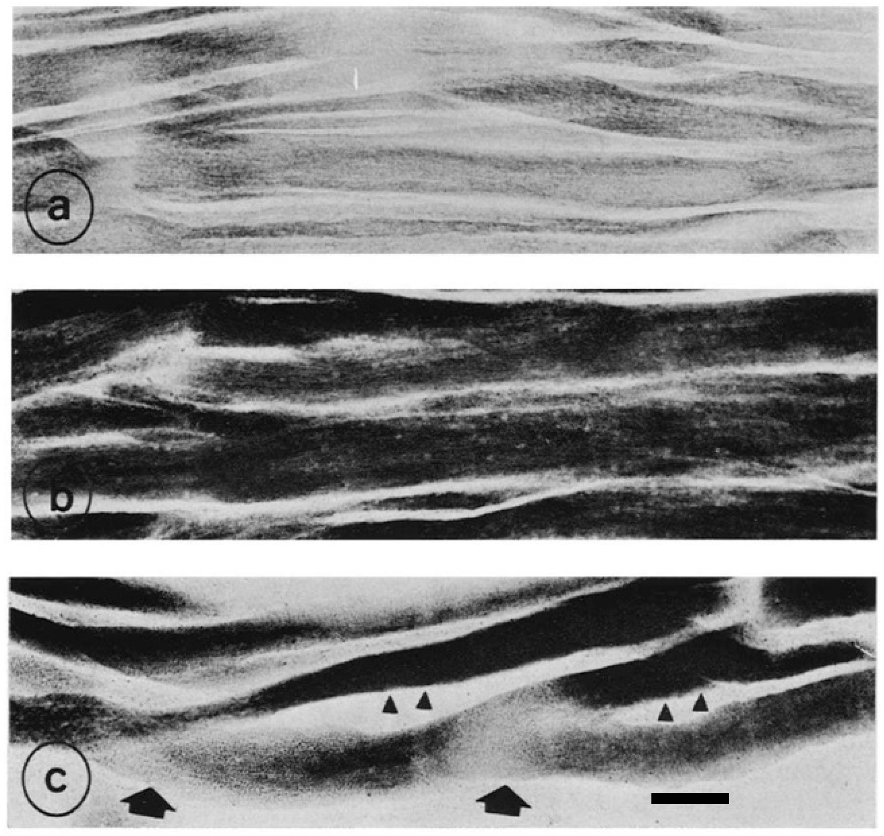Biomolecules 10 01206 g004