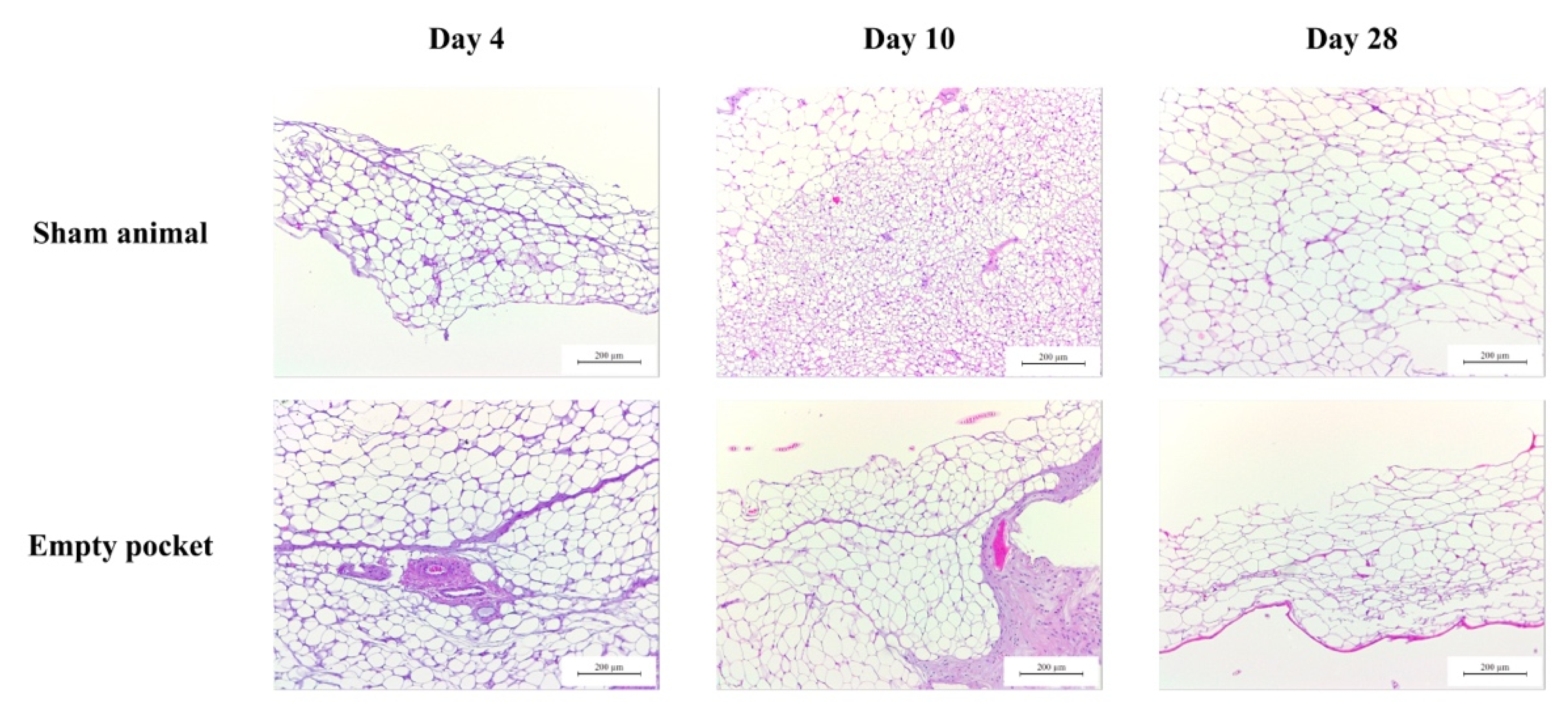 Biomolecules 10 01208 g0a1 Biomolecules 10 01208 g0a1