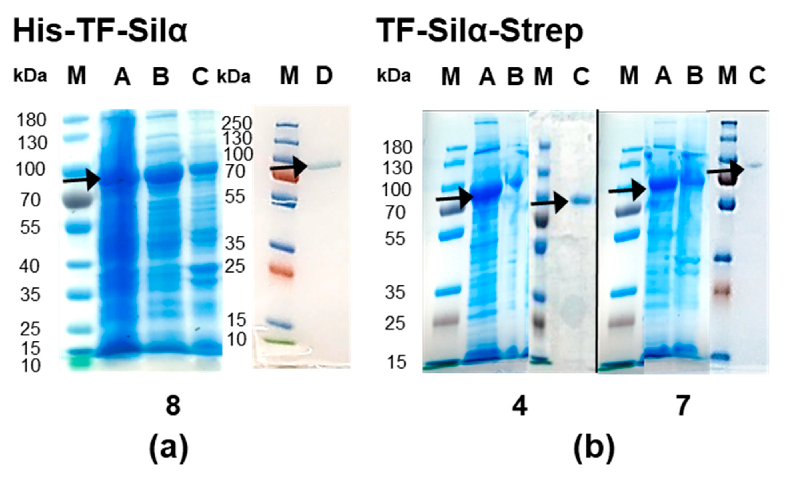 Biomolecules 10 01209 g002