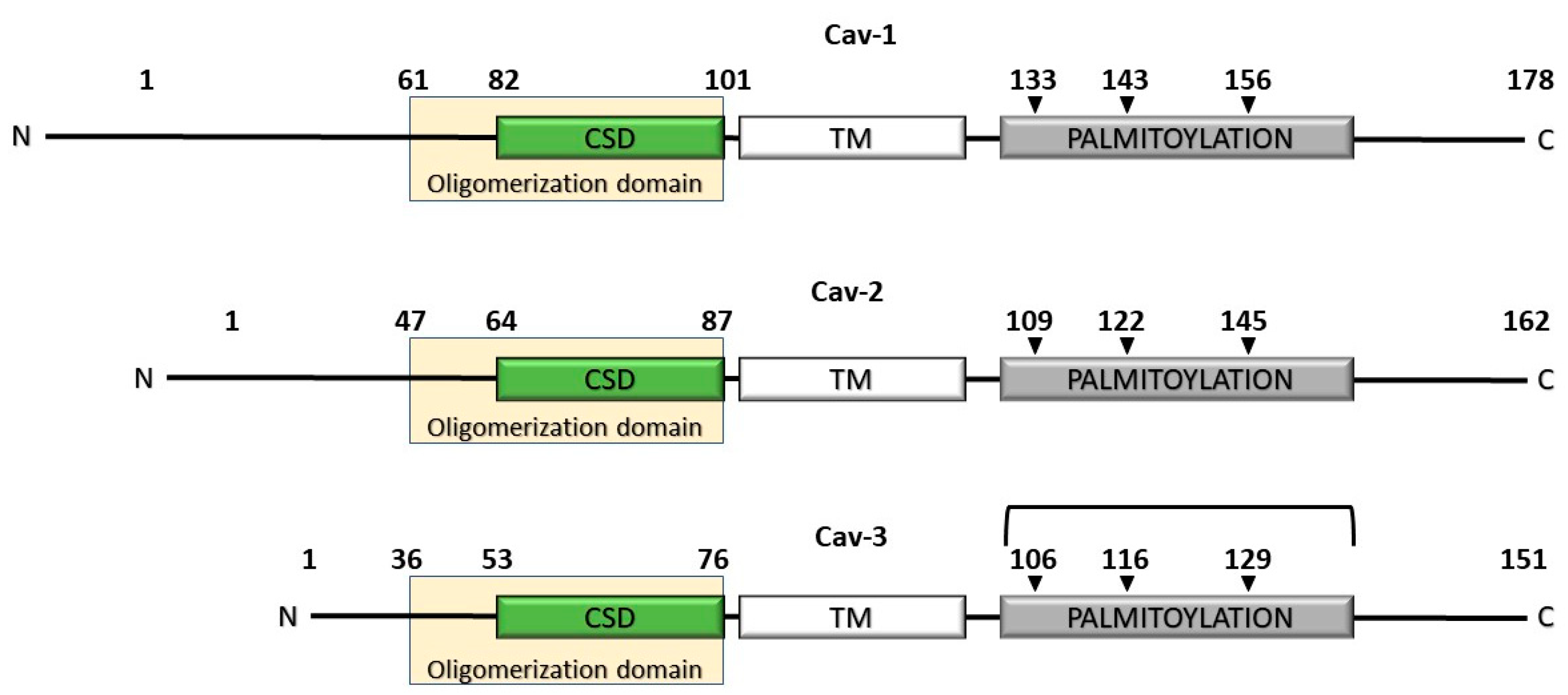 Biomolecules 10 01218 g001