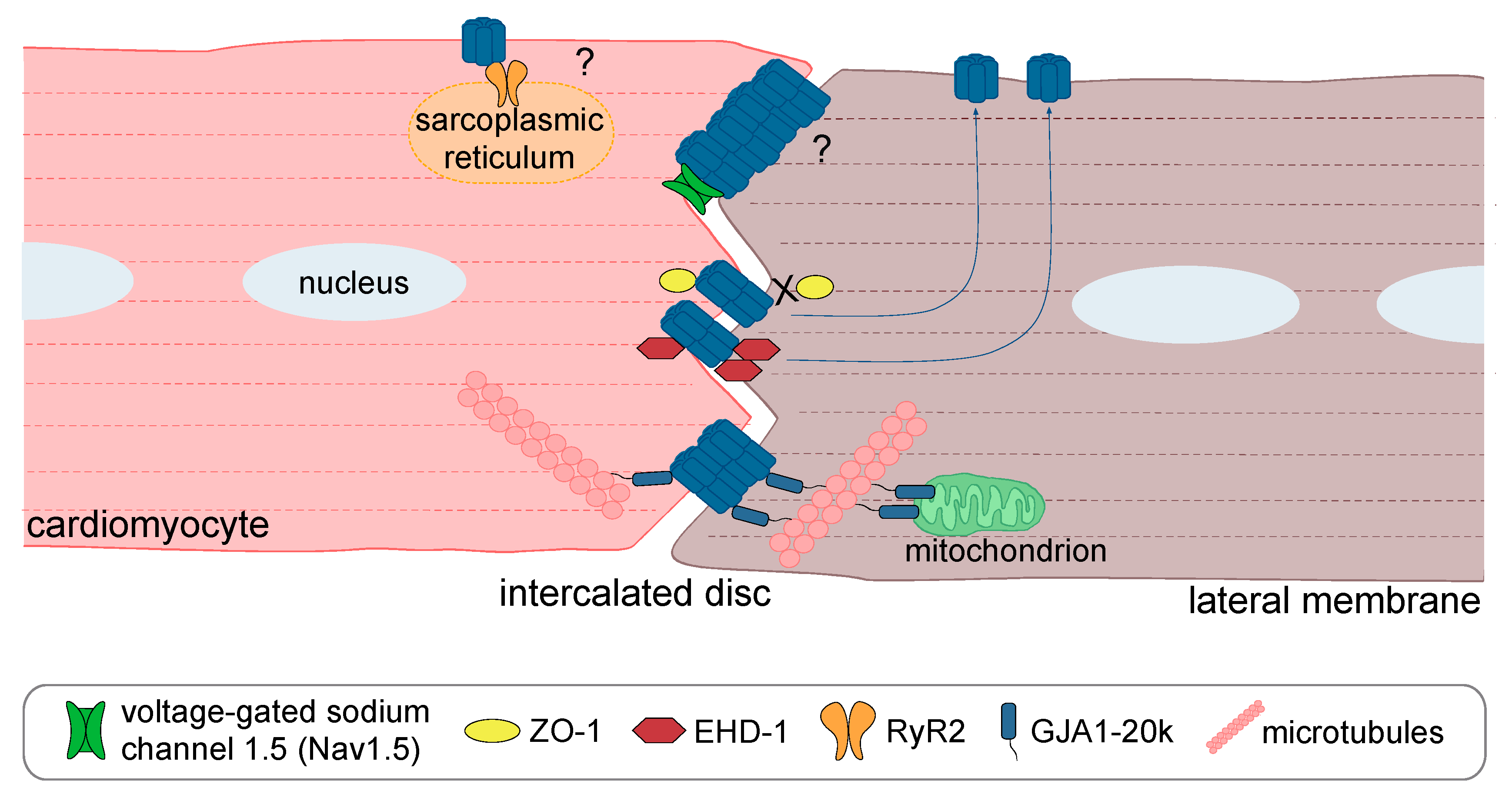 Biomolecules 10 01225 g005