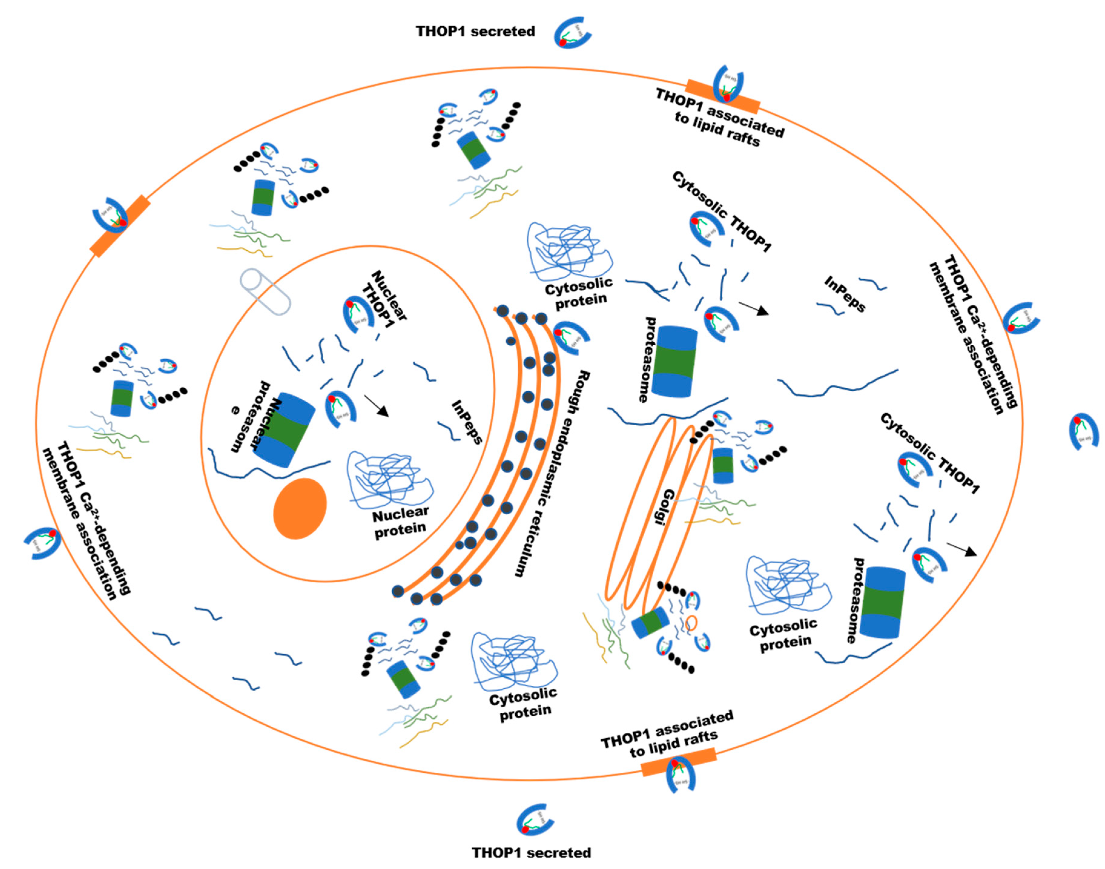 Biomolecules 10 01229 g004