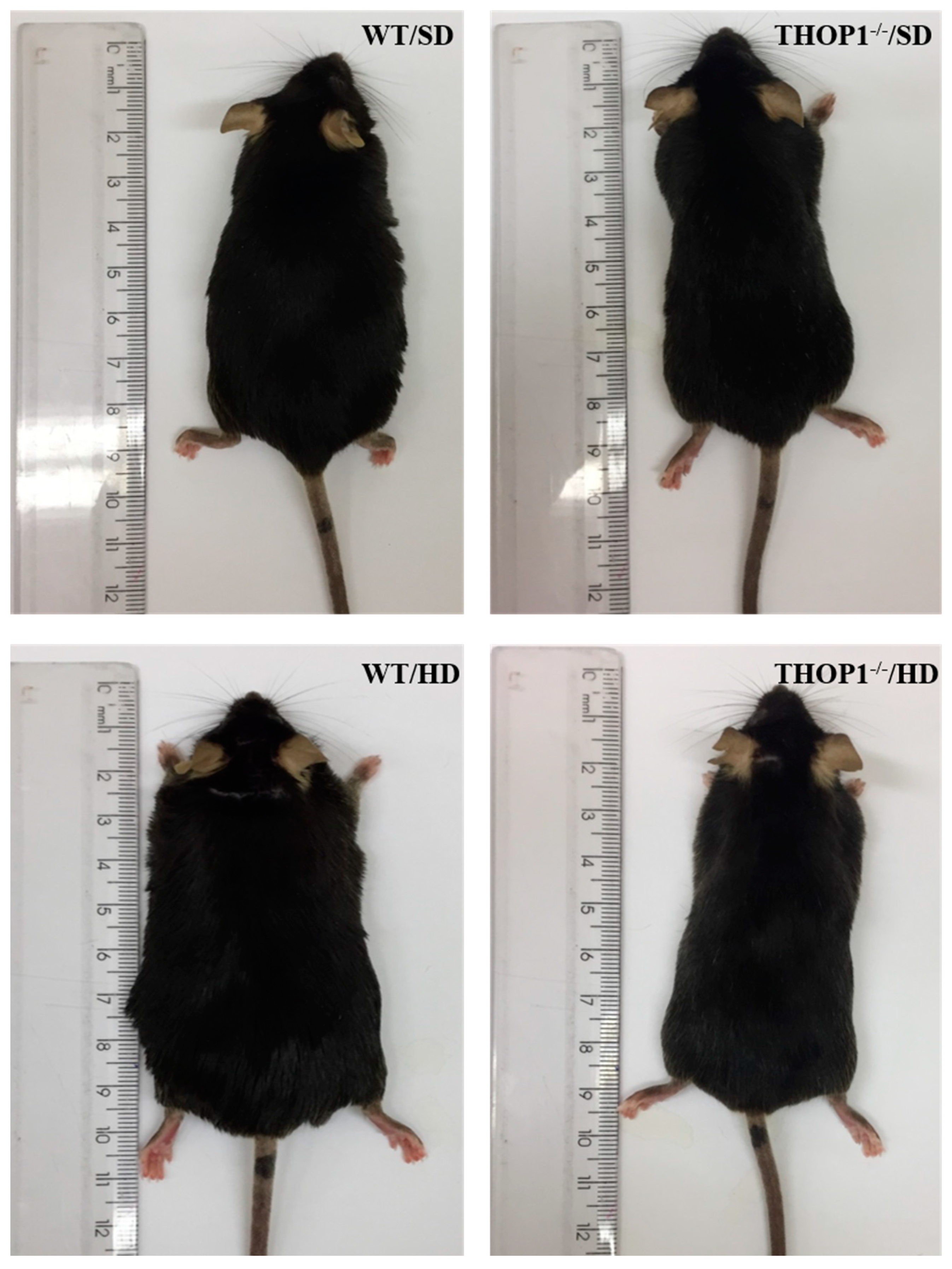 Biomolecules 10 01229 g005