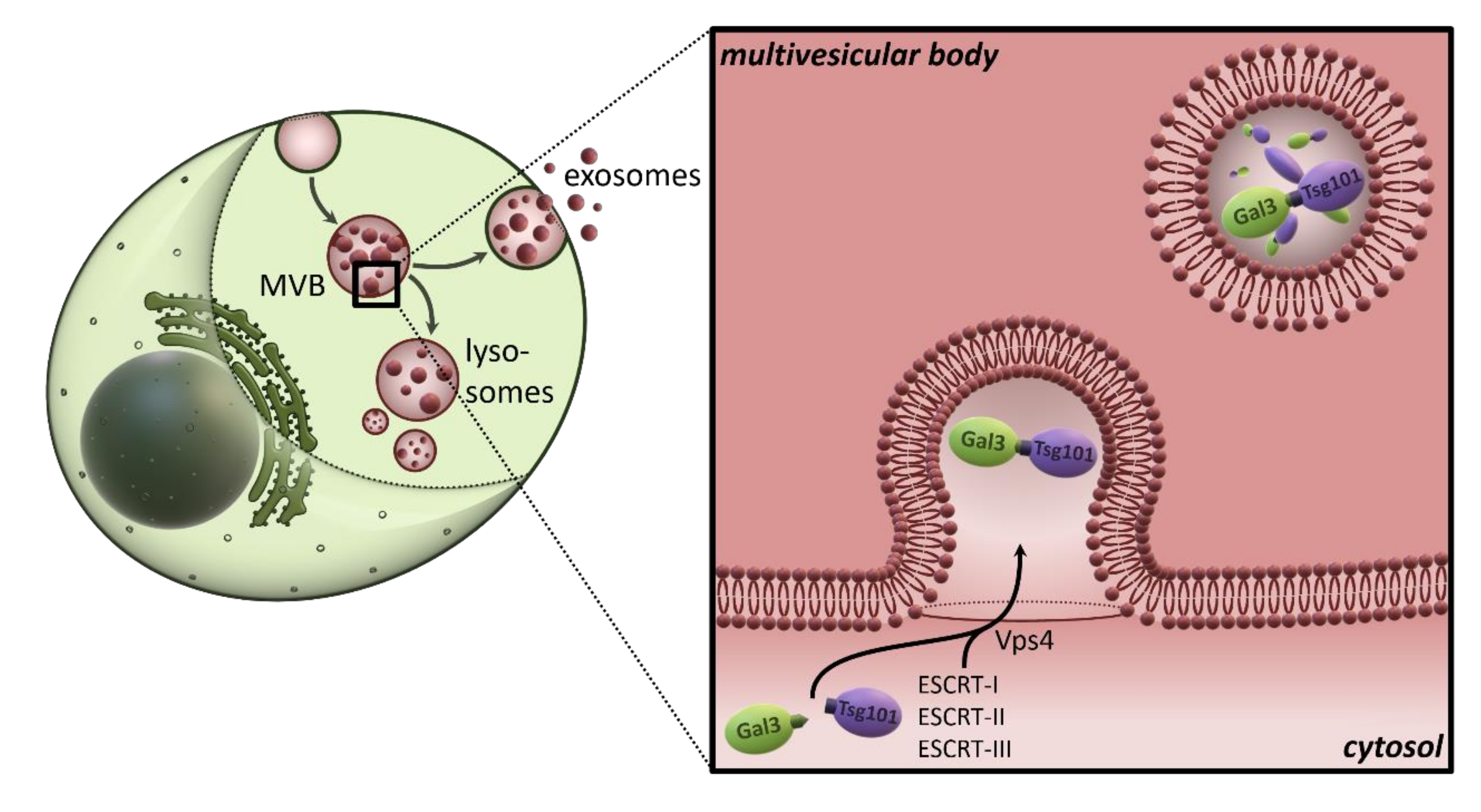 Biomolecules 10 01232 g002
