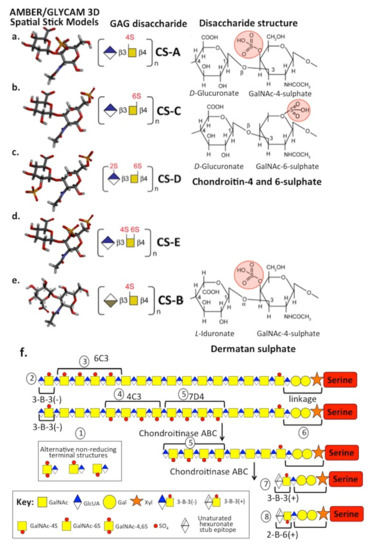 Biomolecules Free Full Text Aggrecan The Primary Weight Bearing Cartilage Proteoglycan Has Context Dependent Cell Directive Properties In Embryonic Development And Neurogenesis Aggrecan Glycan Side Chain Modifications Convey Interactive