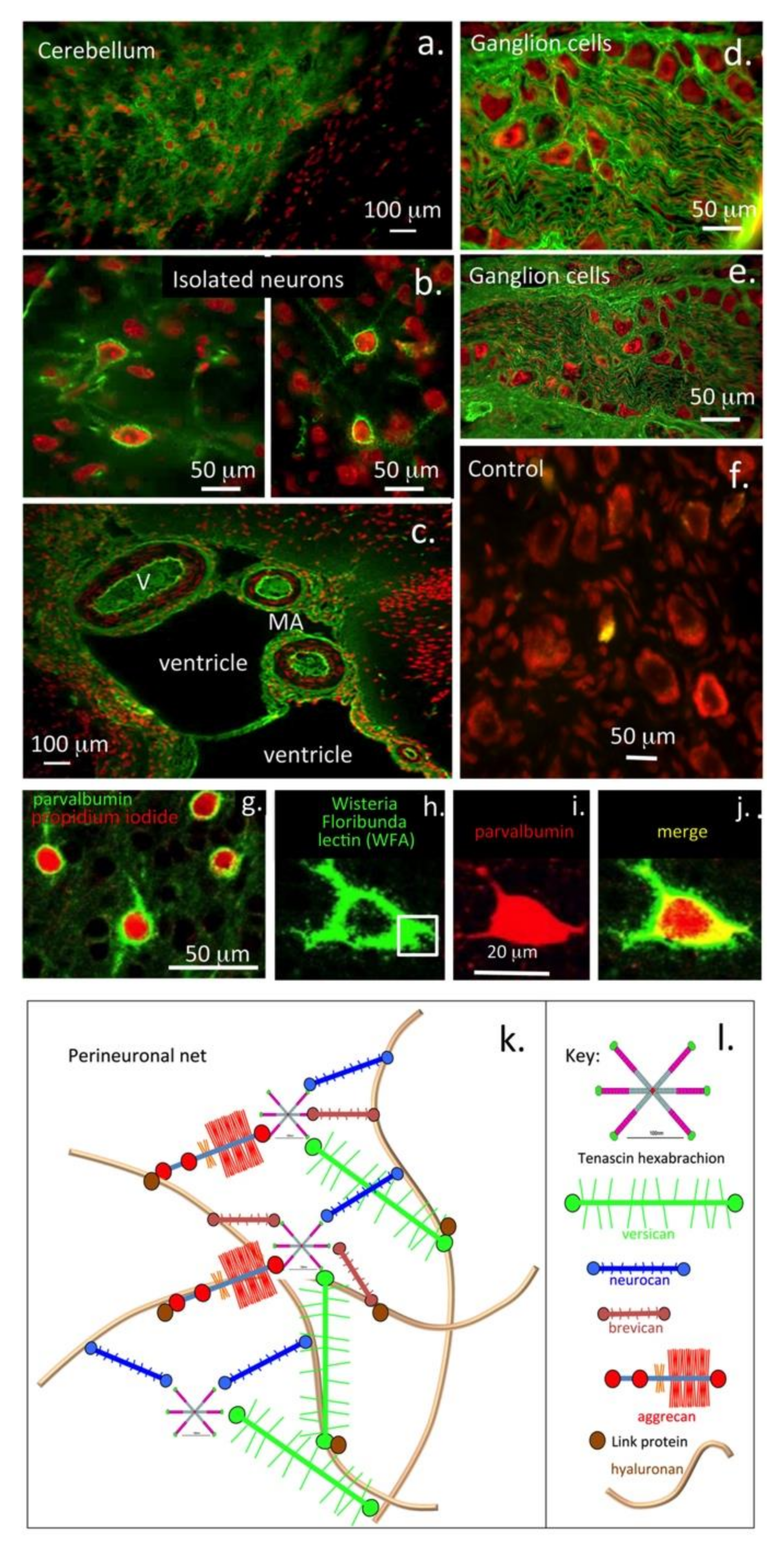 Biomolecules 10 01244 g007 Biomolecules 10 01244 g007