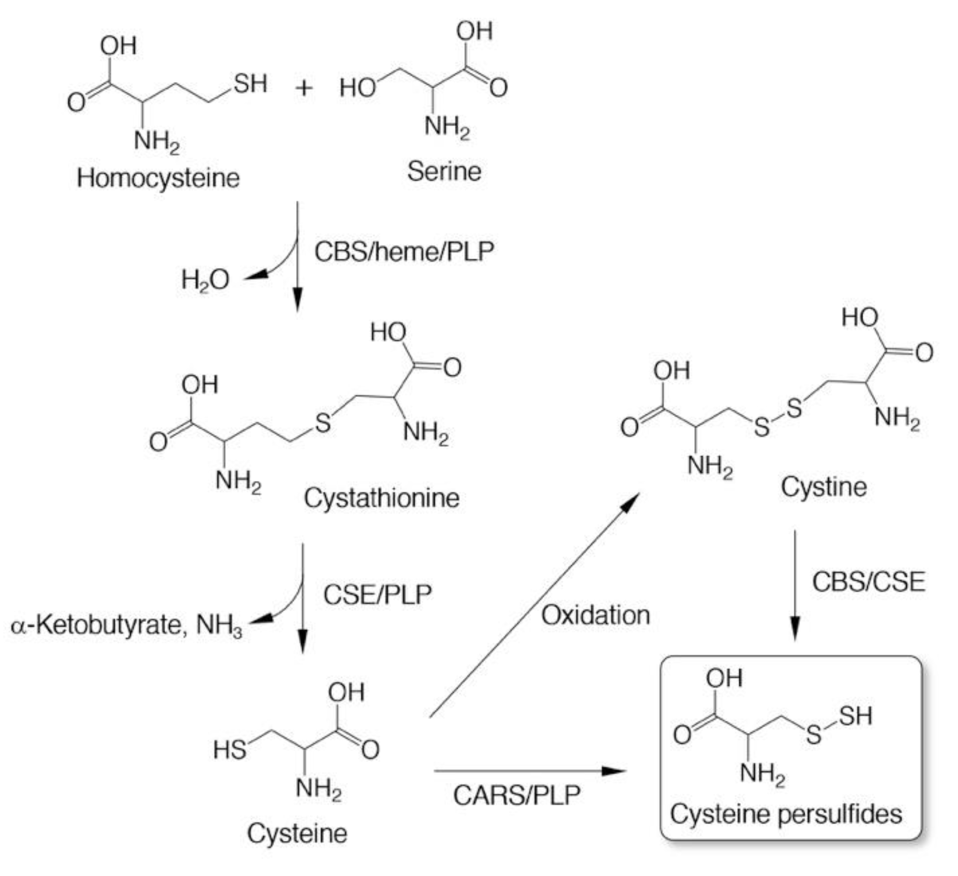 Biomolecules 10 01245 g002 Biomolecules 10 01245 g002