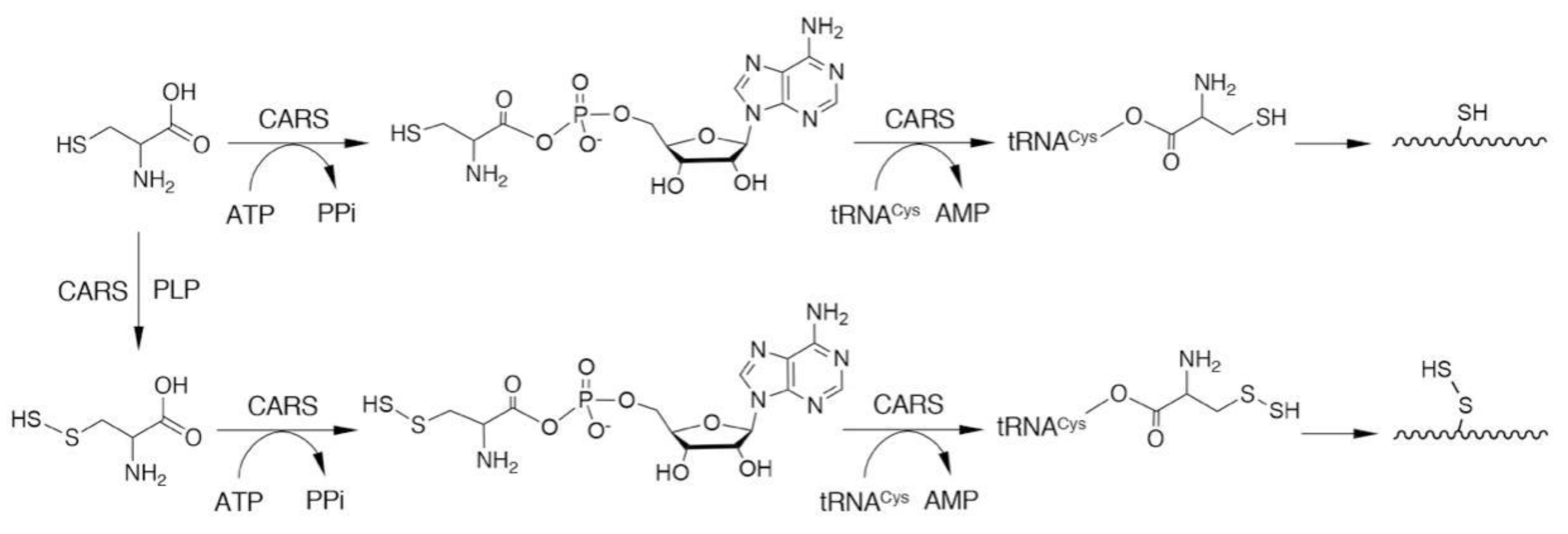 Biomolecules 10 01245 g003 Biomolecules 10 01245 g003