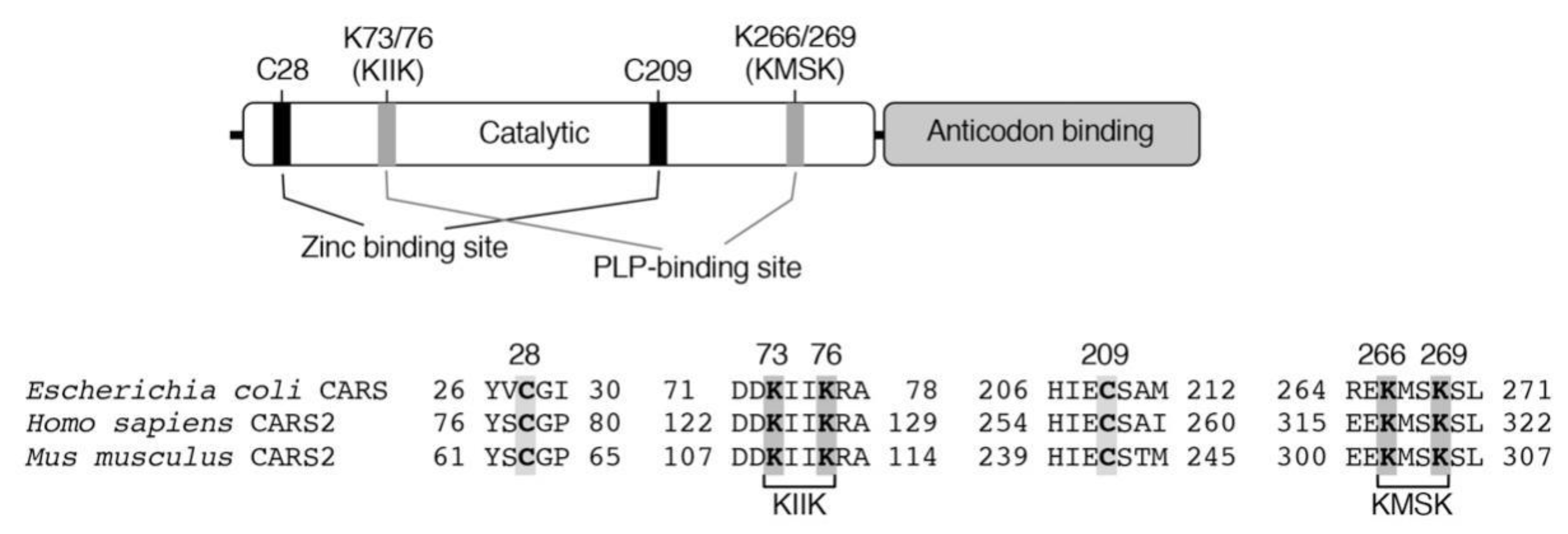 Biomolecules 10 01245 g004 Biomolecules 10 01245 g004